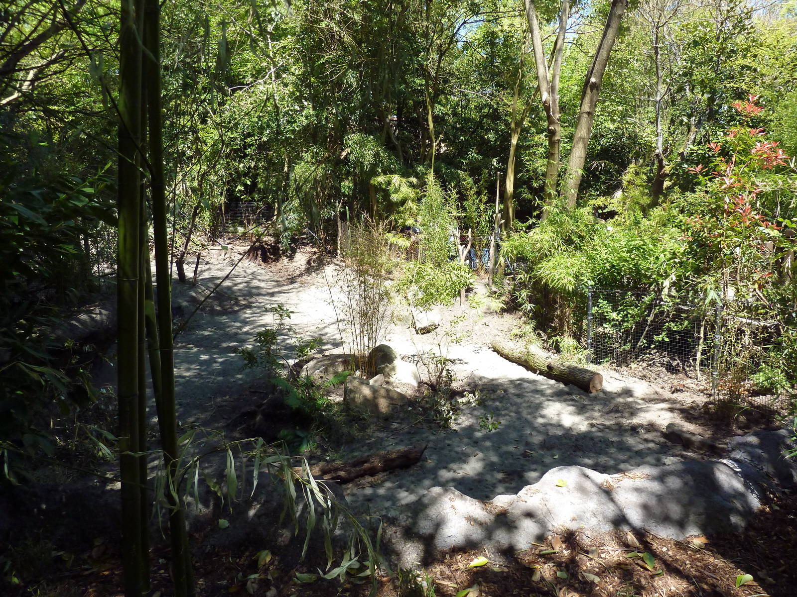 Visayan Warty Pig Exhibit - New in 2012