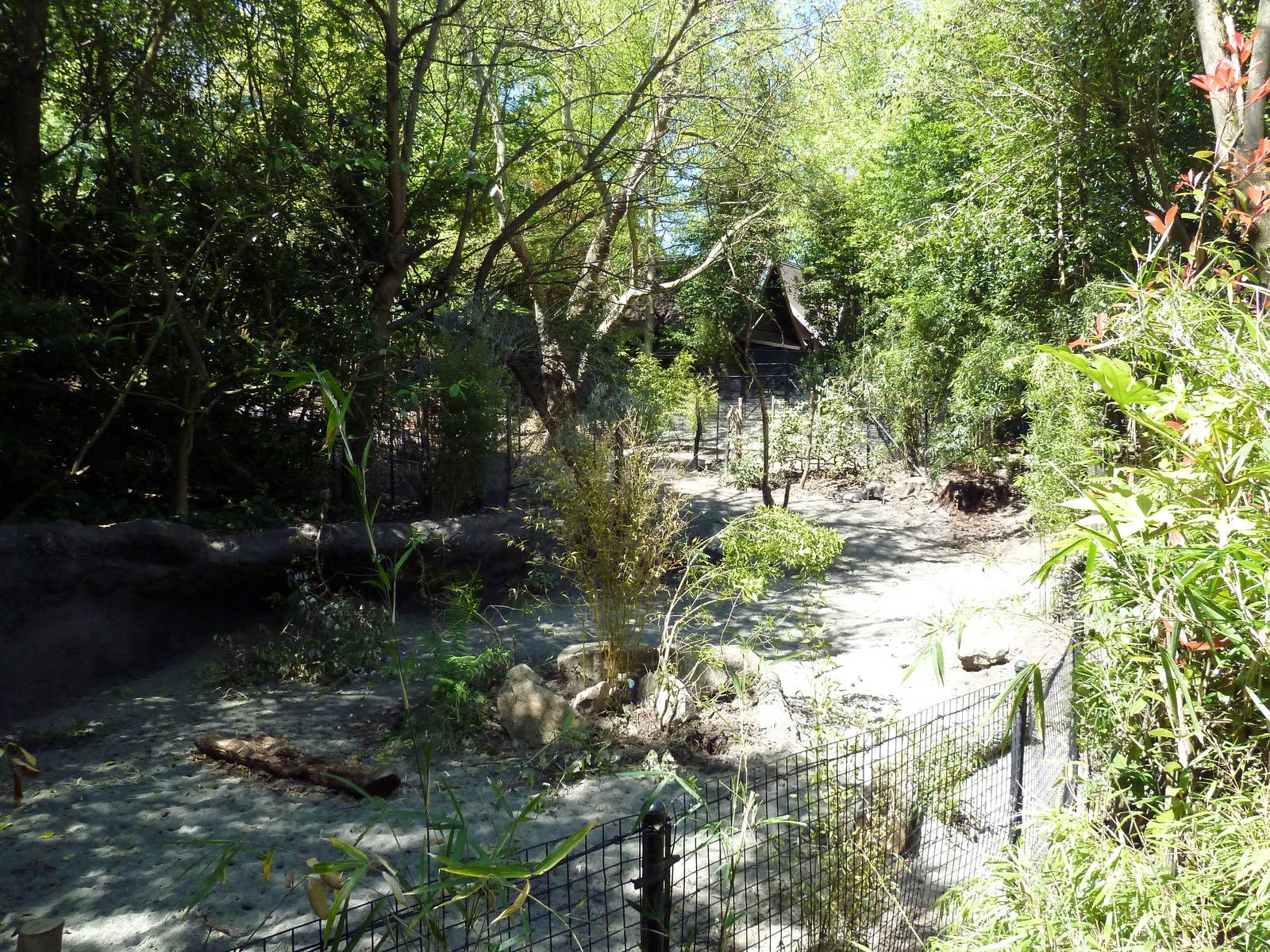 Visayan Warty Pig Exhibit - New in 2012