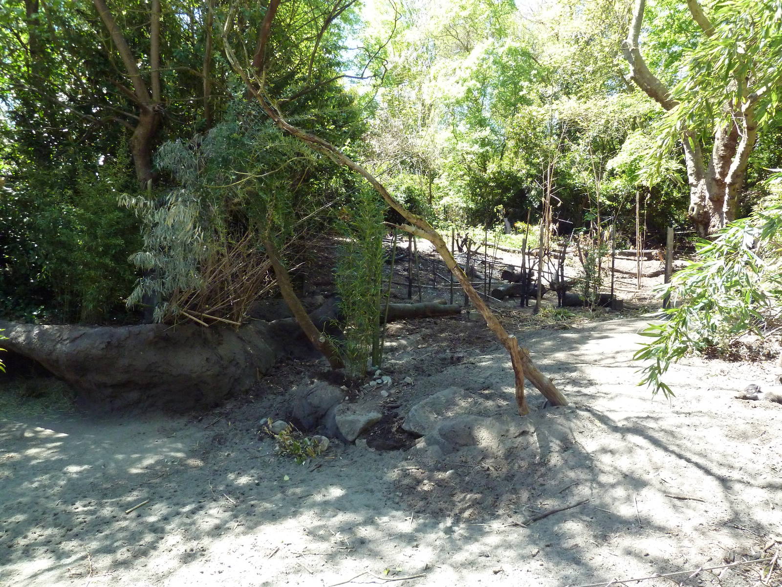 Visayan Warty Pig Exhibit - New in 2012