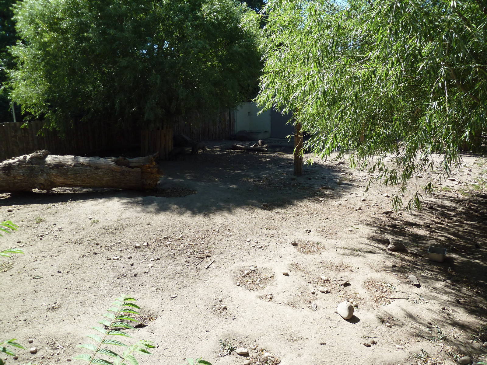 Visayan Warty Pig Exhibit