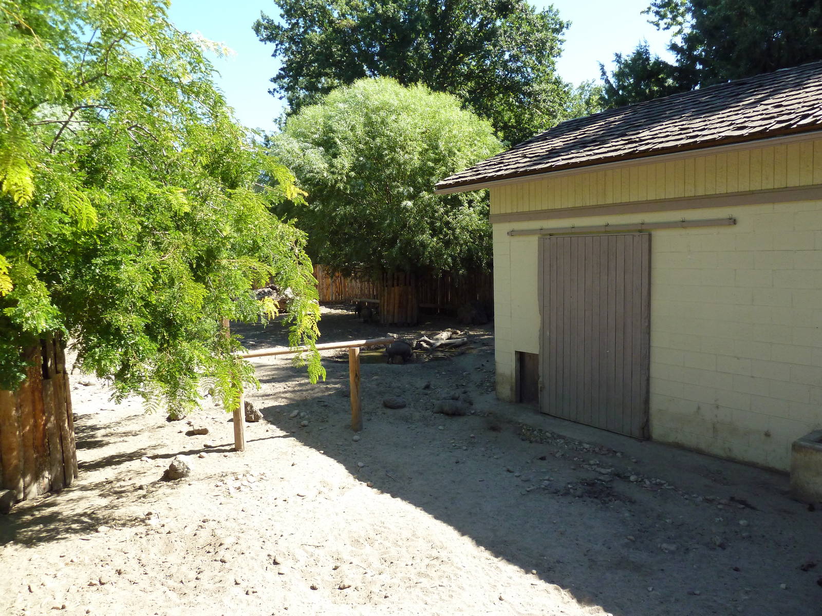 Visayan Warty Pig Exhibit