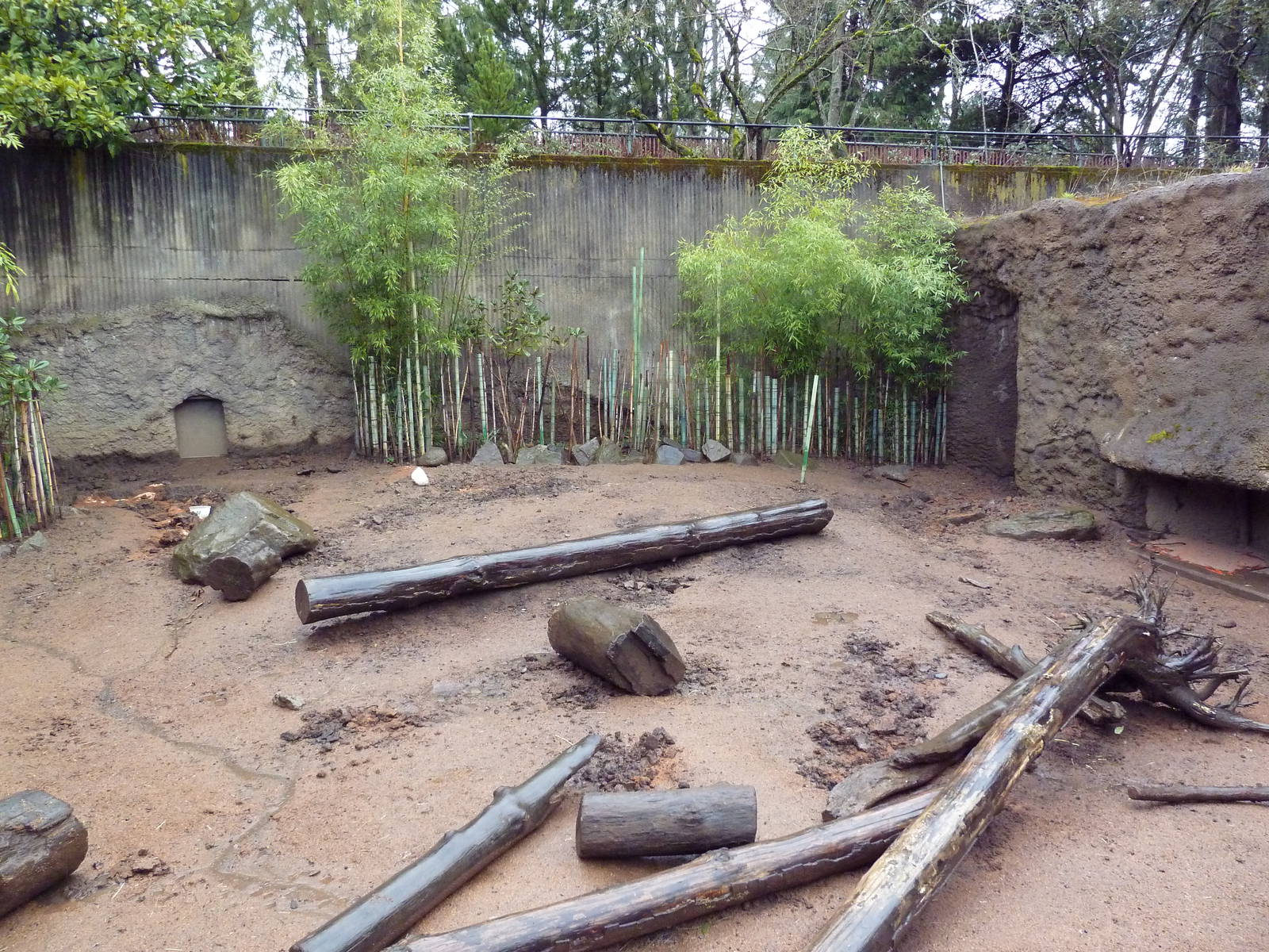 Visayan Warty Pig Exhibit