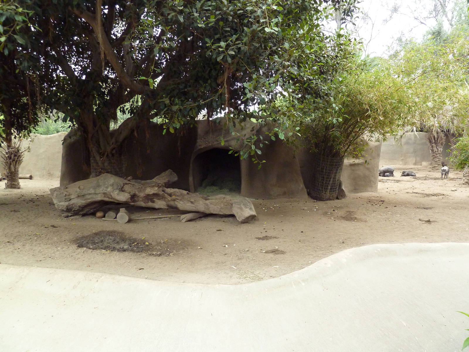 Visayan Warty Pig Exhibit