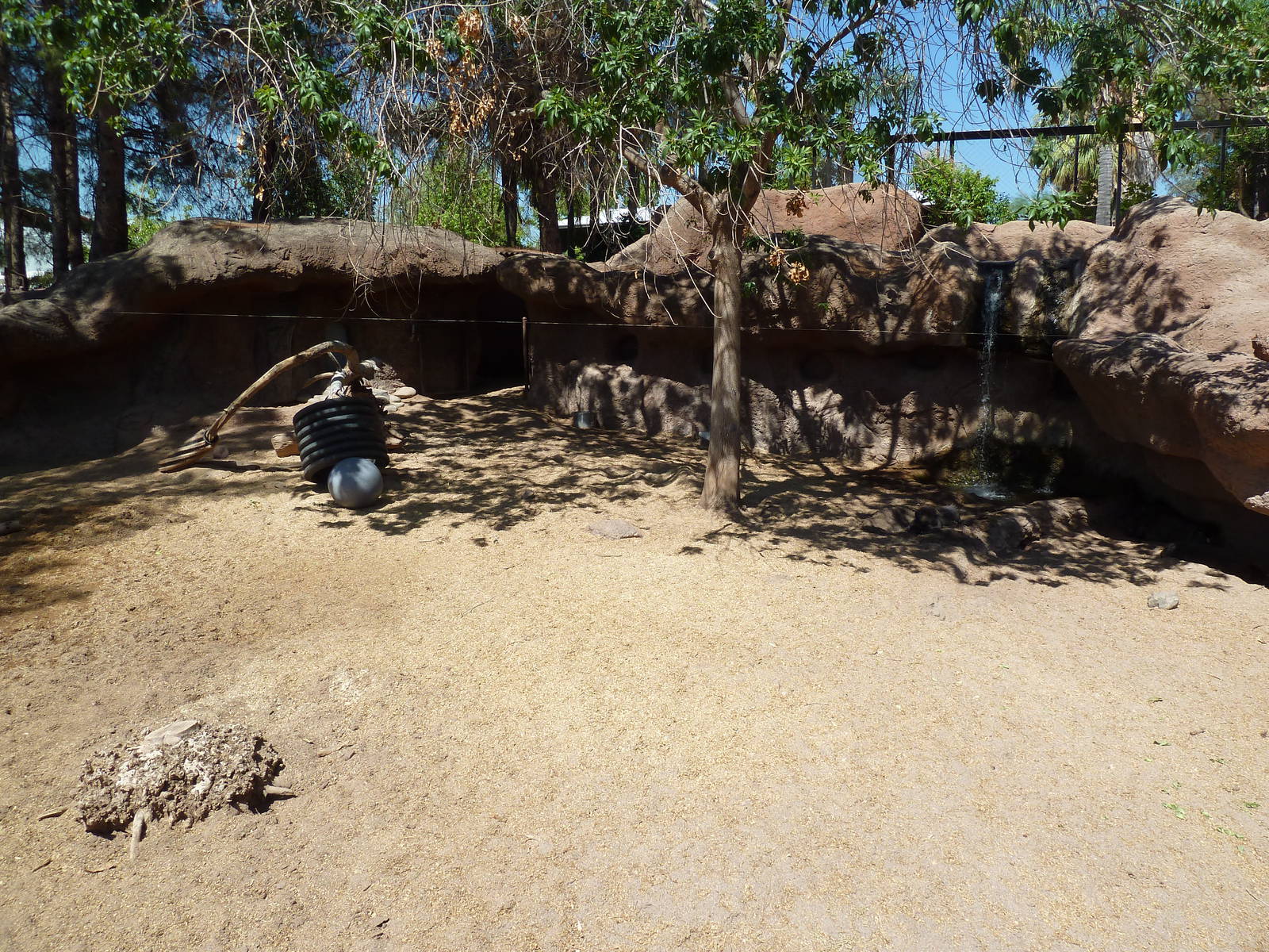 Visayan Warty Pig Exhibit
