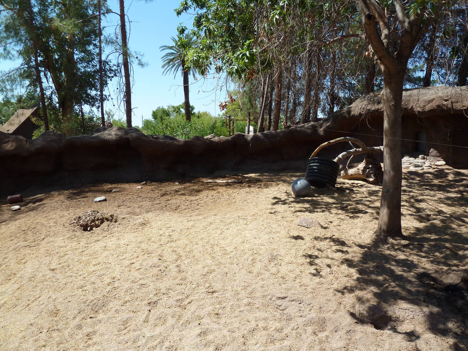 Visayan Warty Pig Exhibit