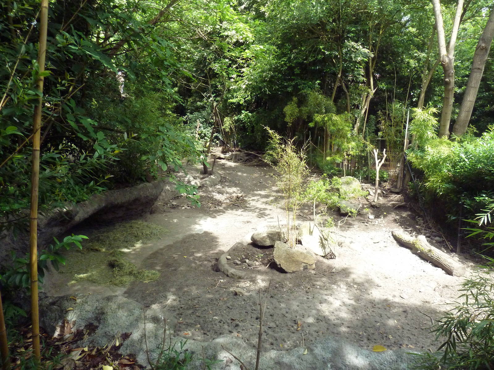 Visayan Warty Pig Exhibit