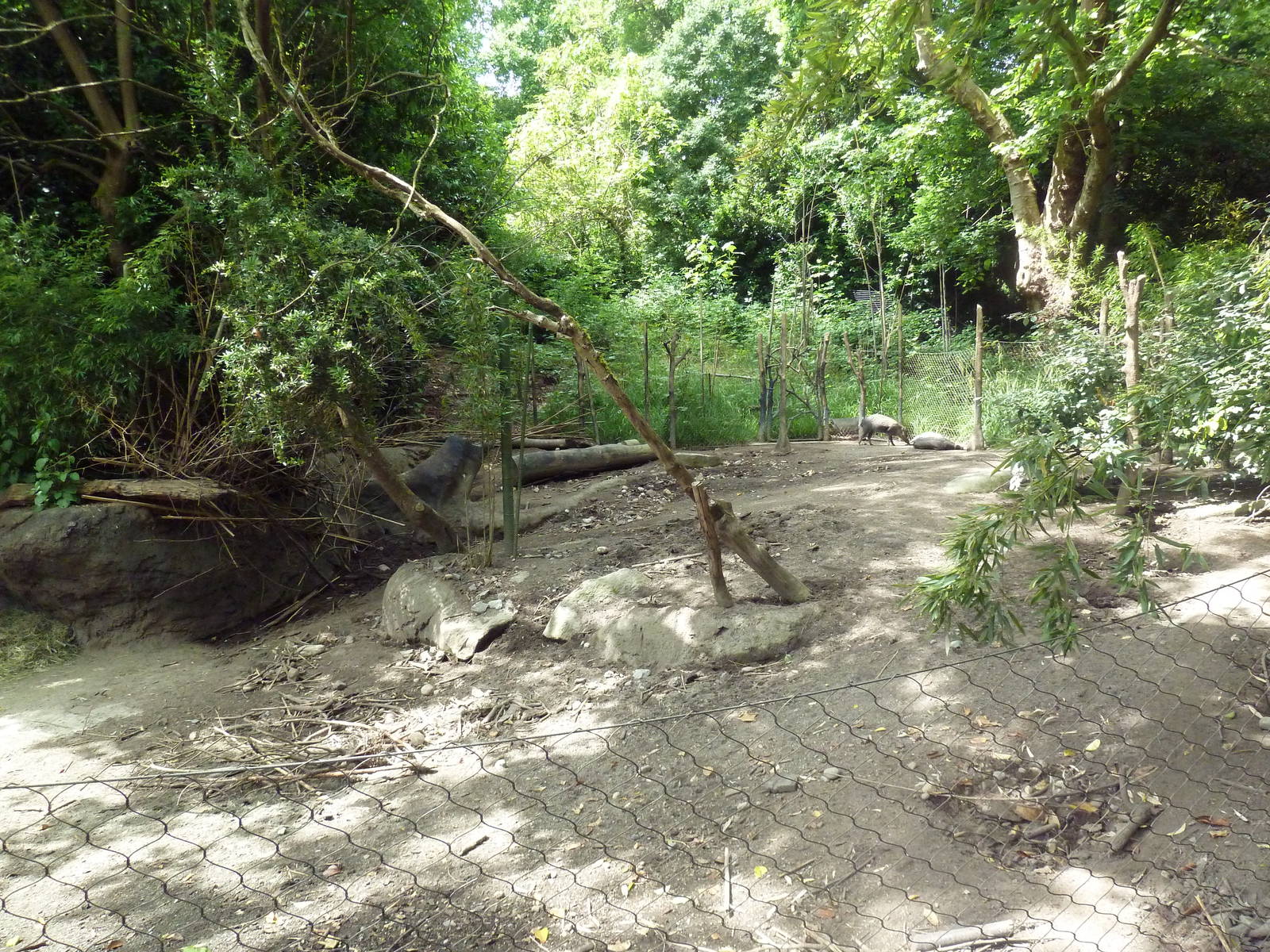 Visayan Warty Pig Exhibit