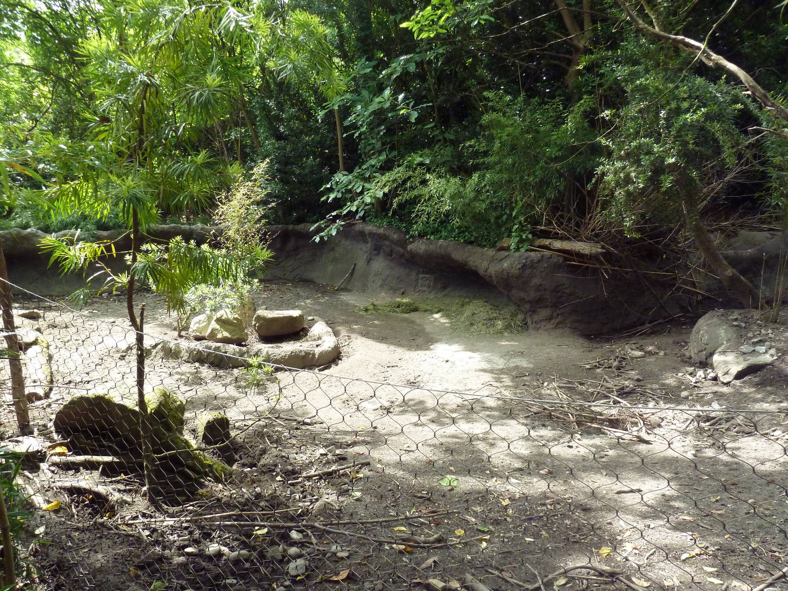 Visayan Warty Pig Exhibit