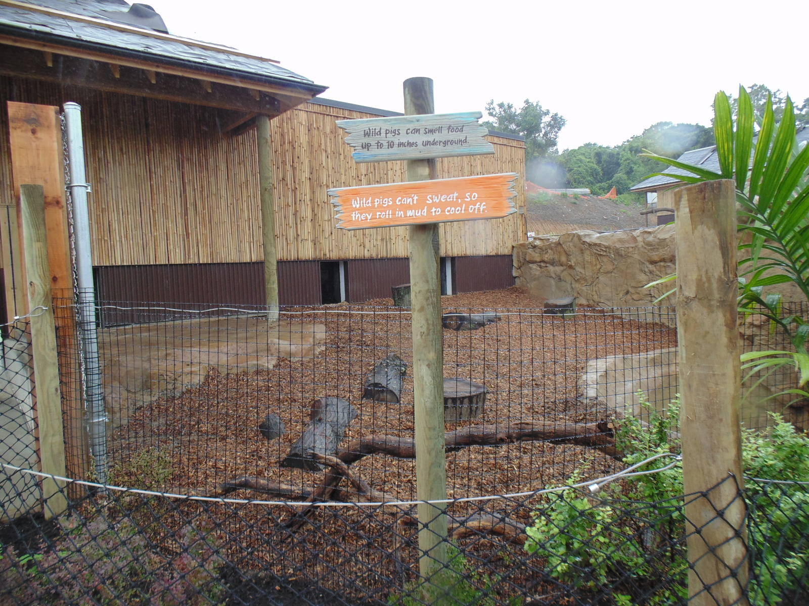 Visayan Warty Pig Exhibit