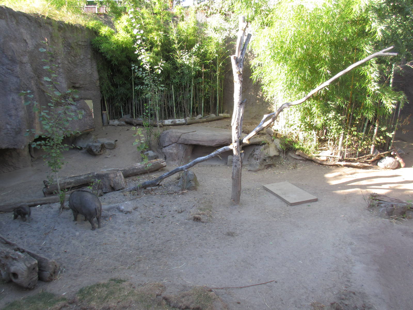 Visayan Warty Pig Exhibit