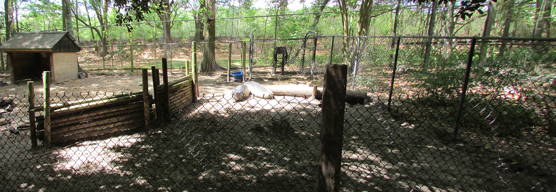 Visayan Warty Pig Exhibit
