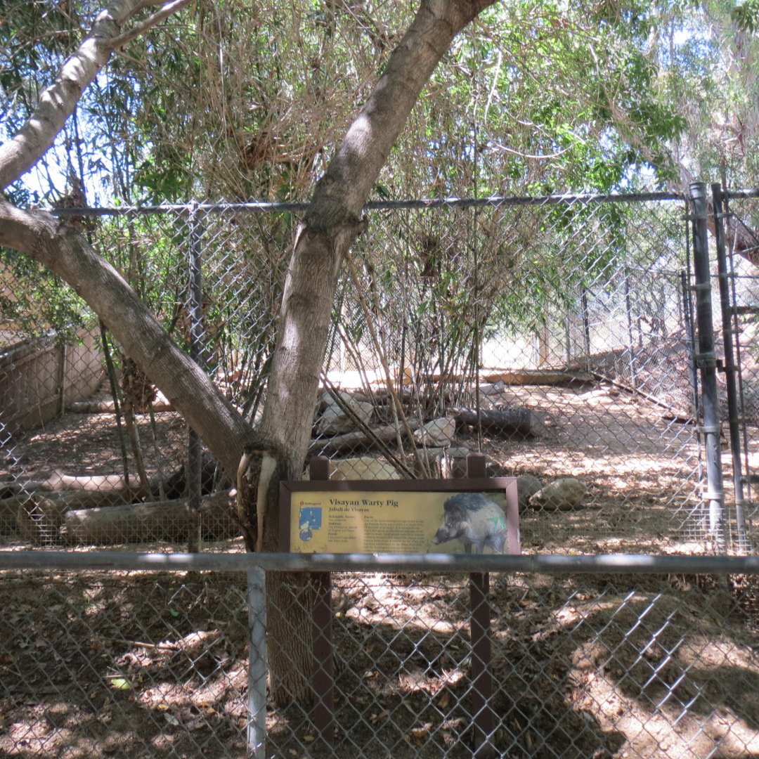 Visayan Warty Pig Exhibit