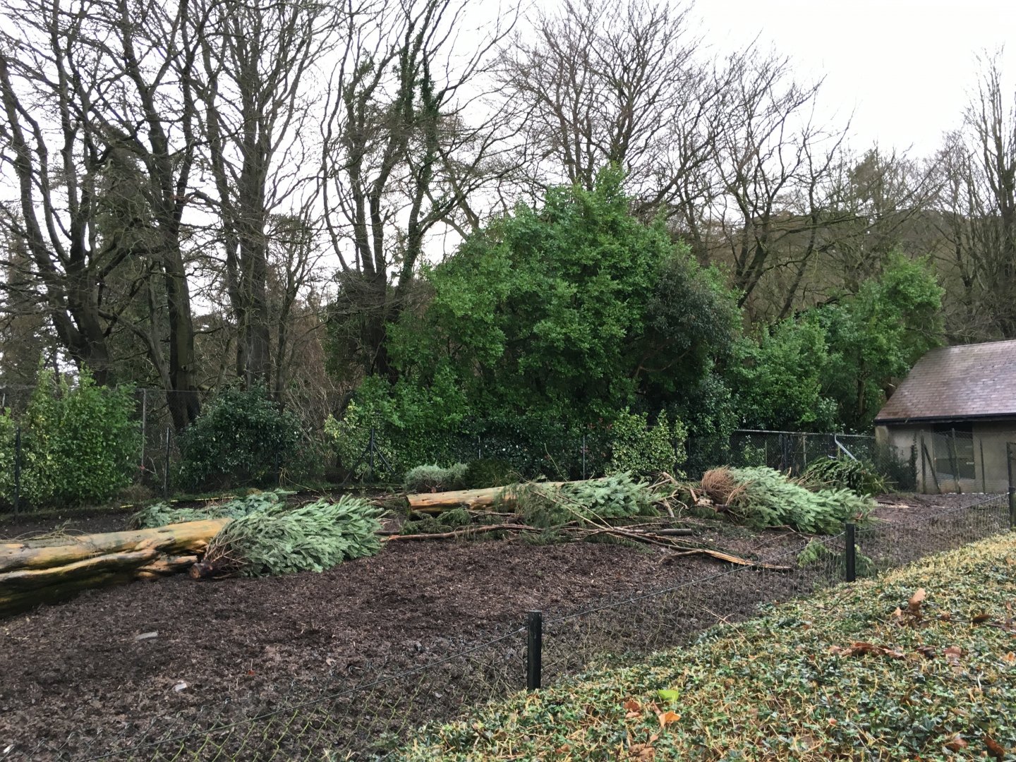 Visayan Warty Pig Exhibit