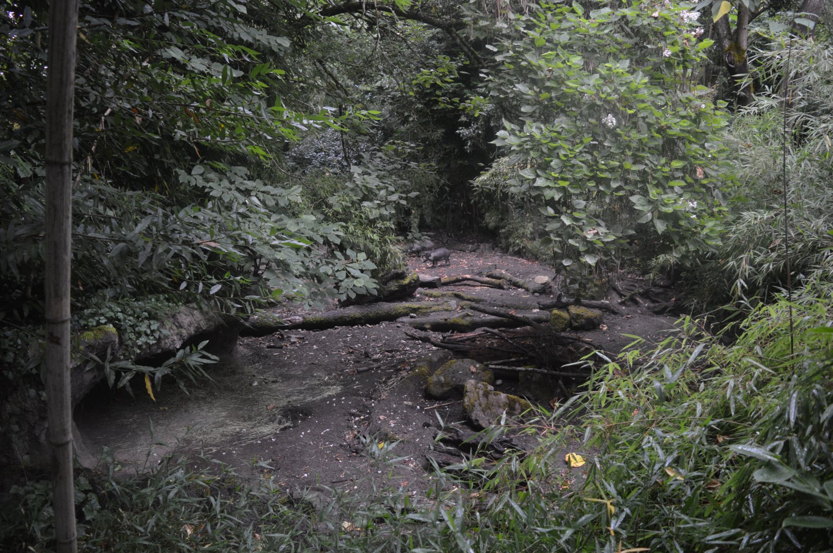 Visayan Warty Pig Exhibit