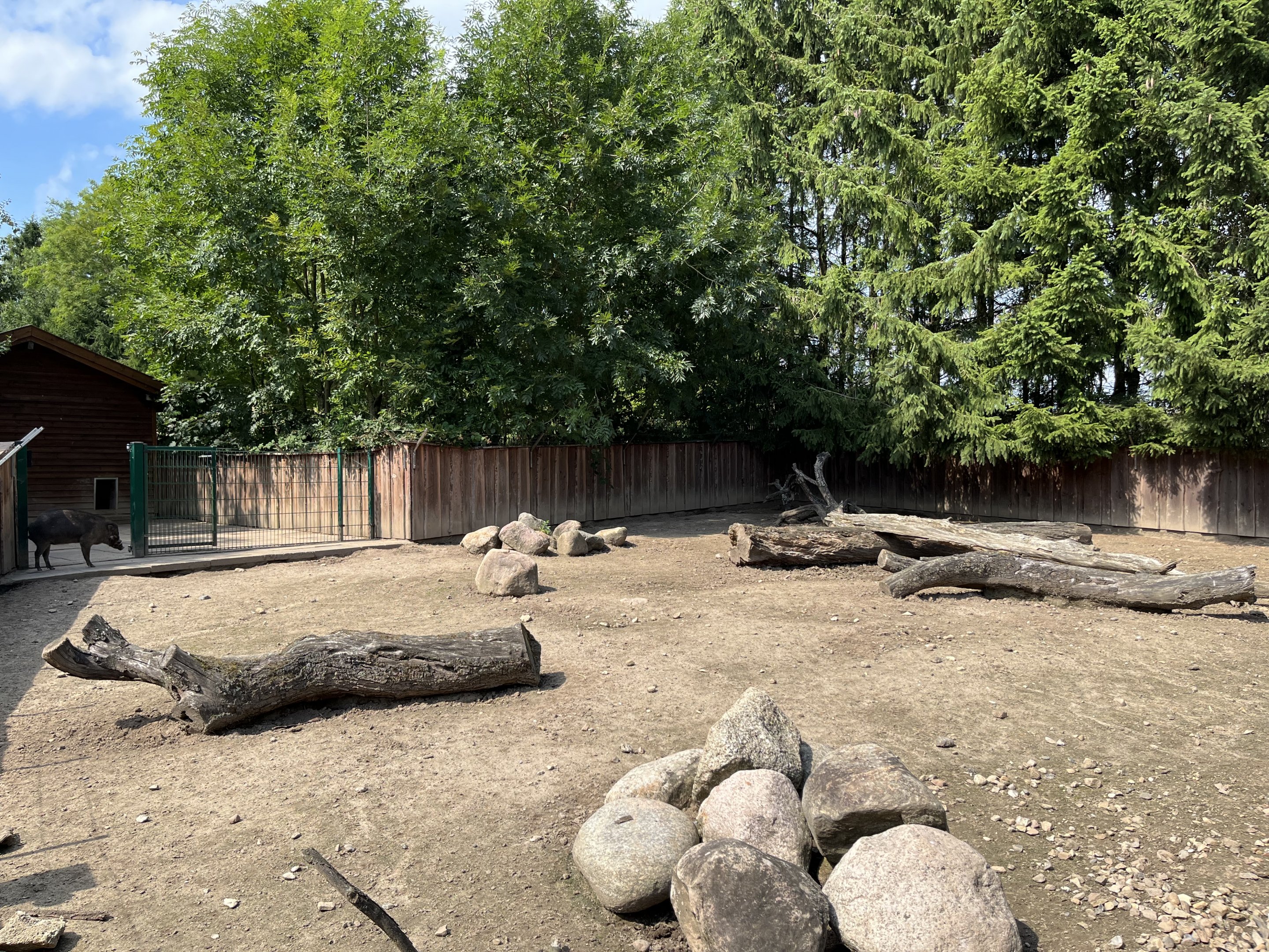 Visayan Warty Pig Exhibit