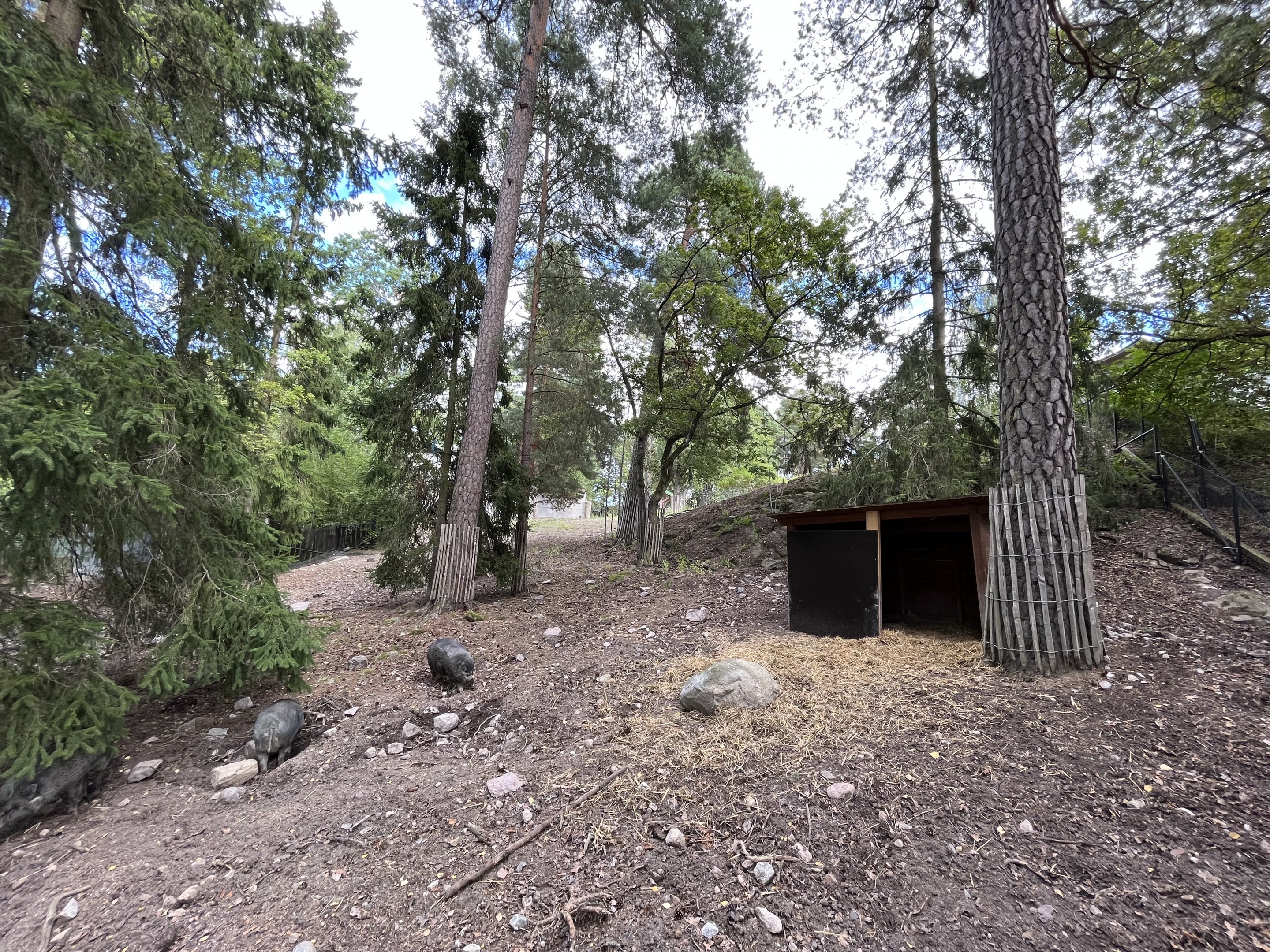 Visayan Warty Pig Exhibit