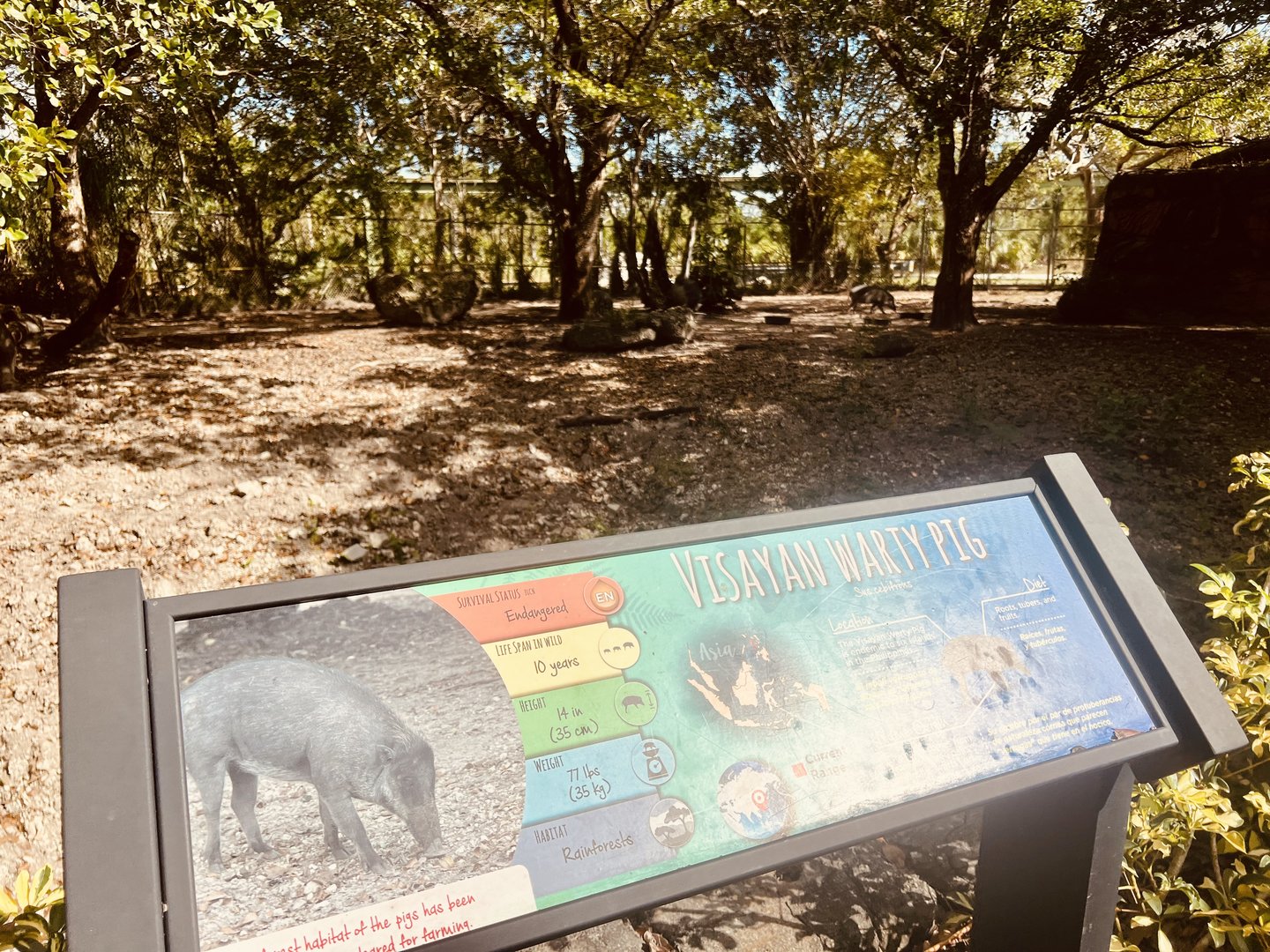 Visayan Warty Pig Exhibit