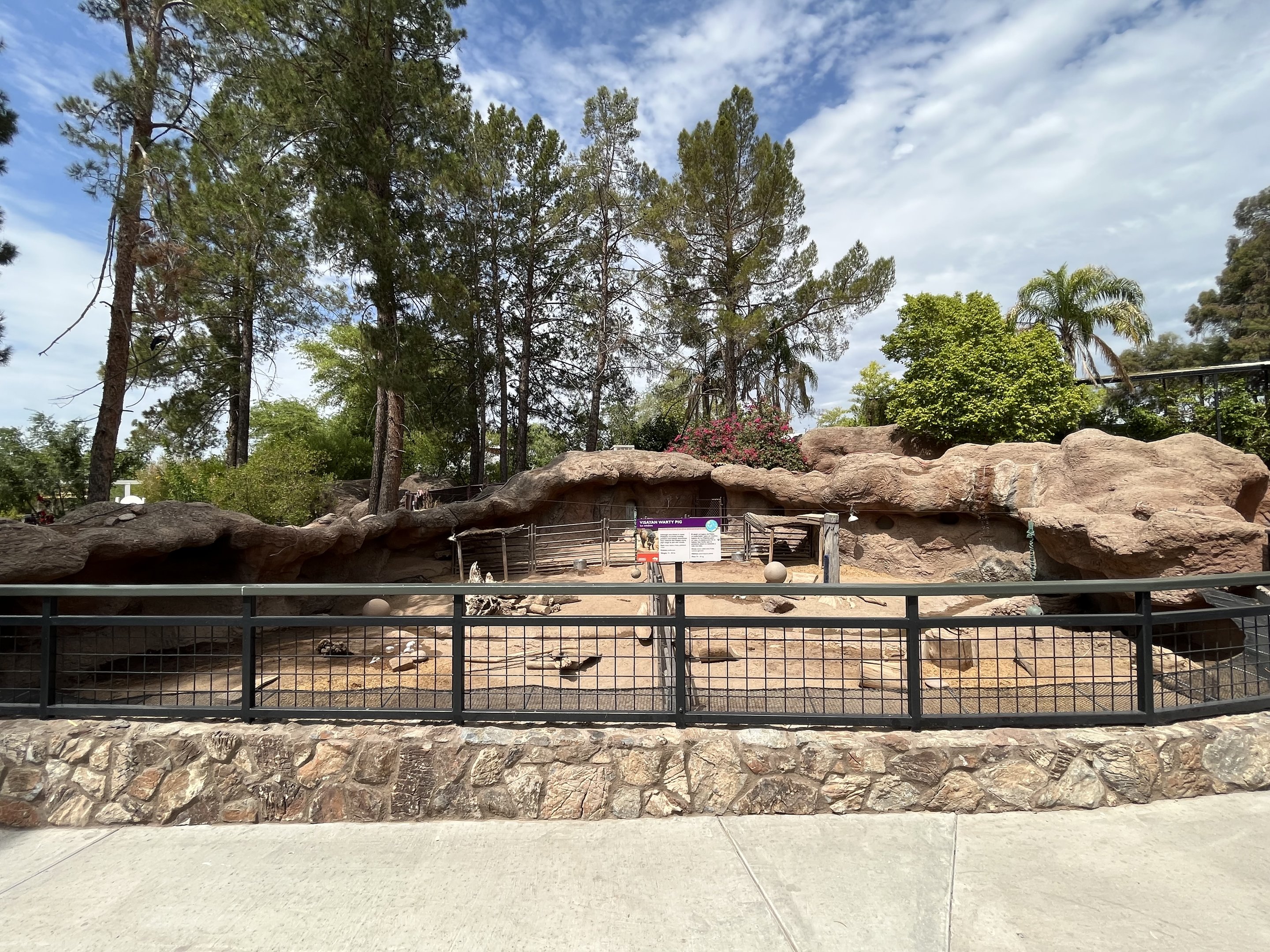 Visayan Warty Pig Exhibit