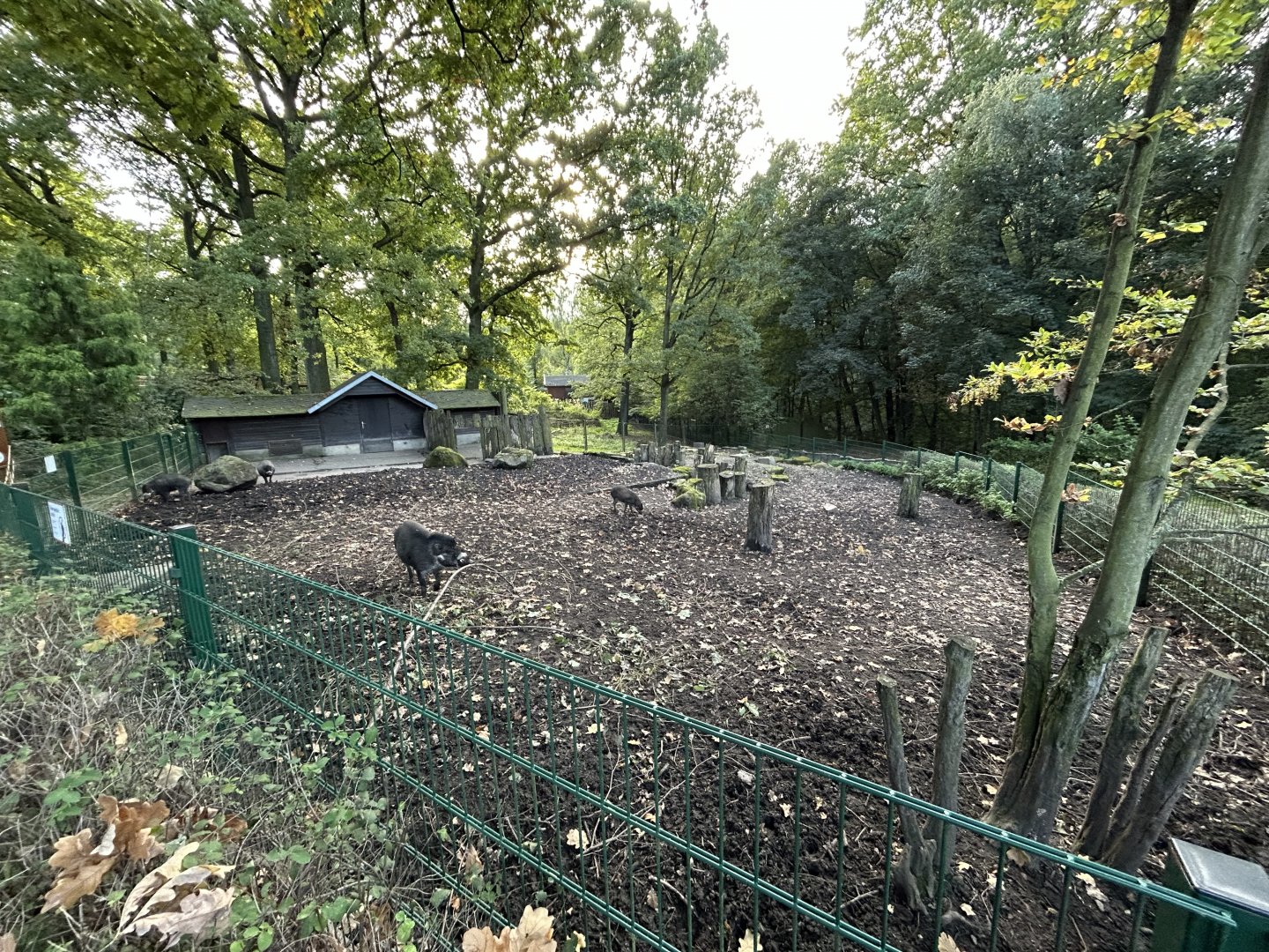 Visayan Warty Pig Exhibit