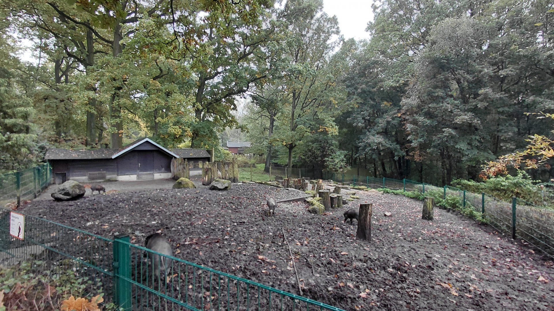 Visayan warty pig exhibit