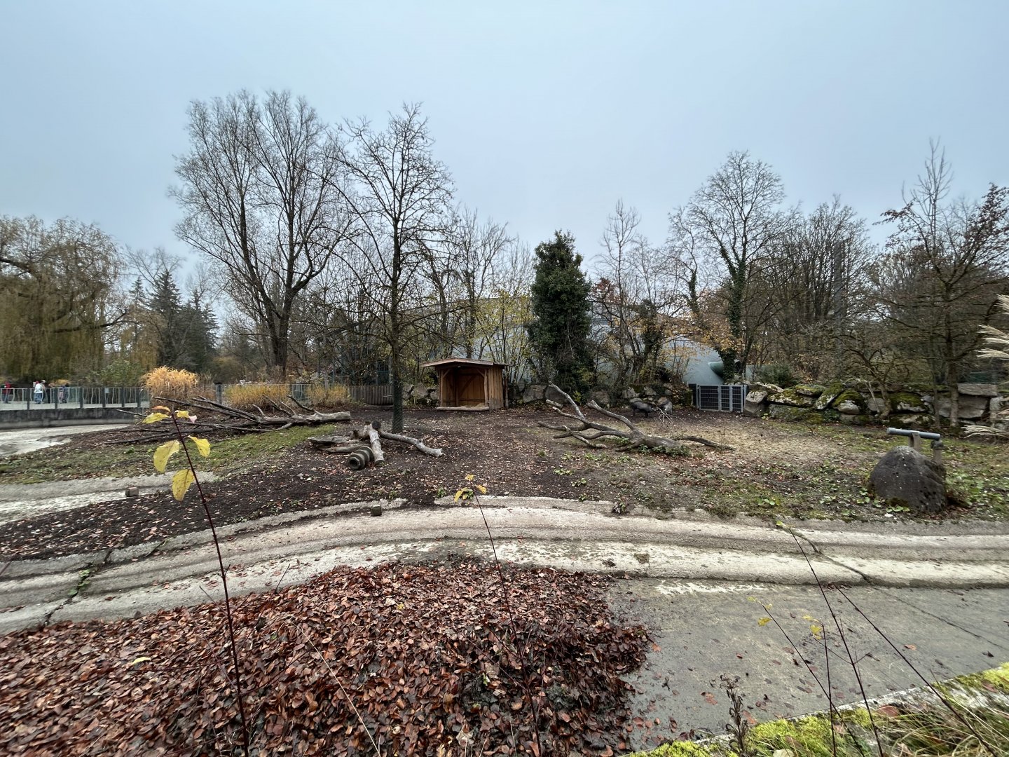 Visayan Warty Pig Exhibit