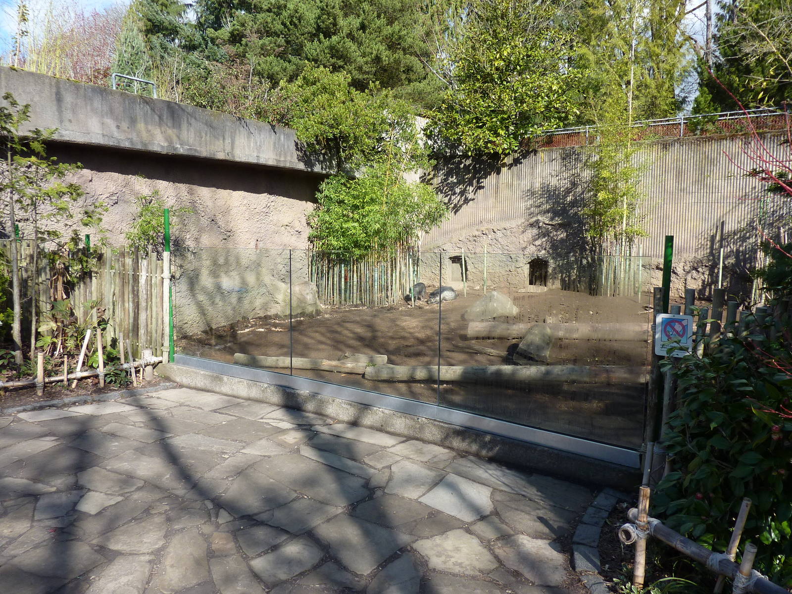 Visayan Warty Pig Exhibit