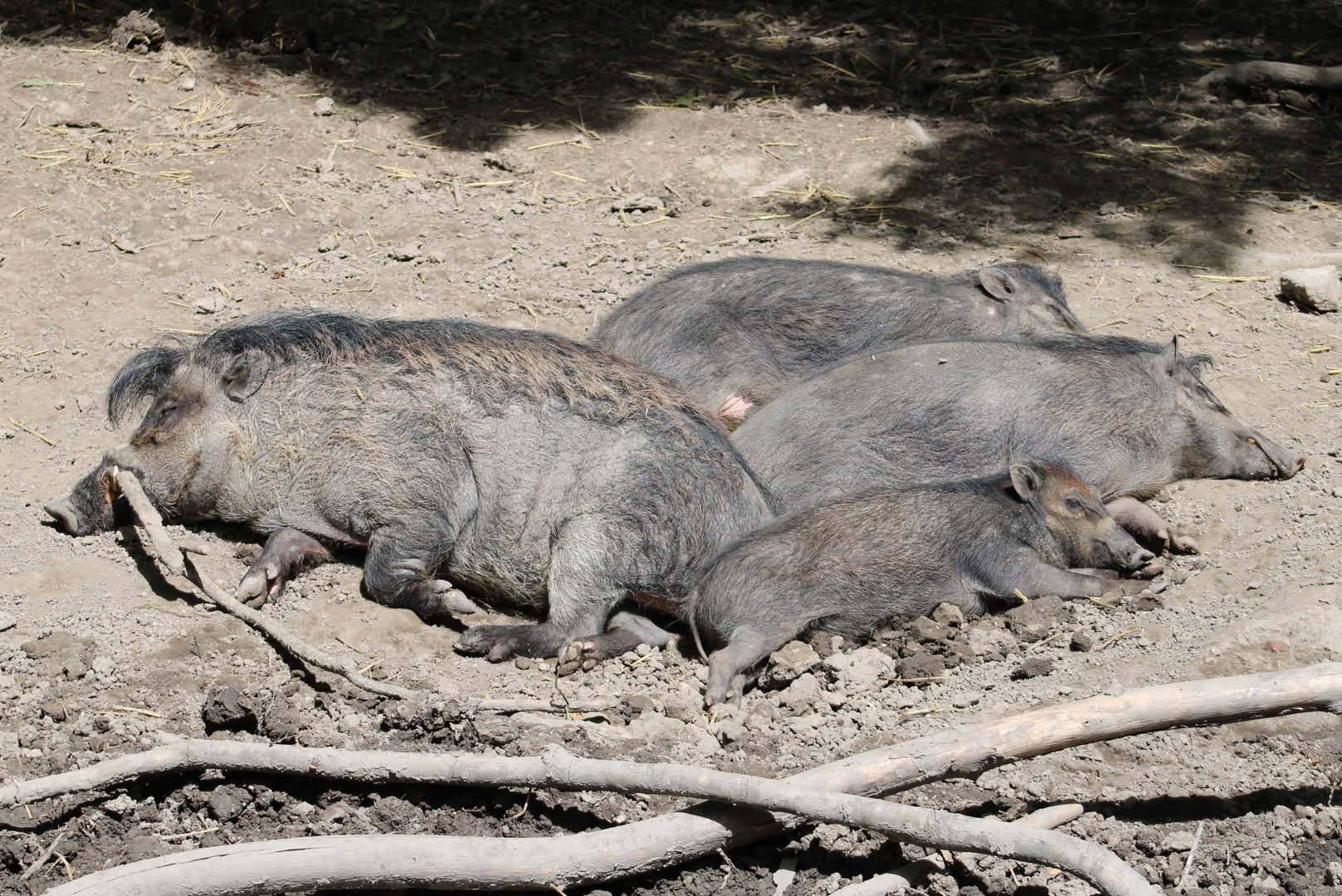 Visayan warty pig-family