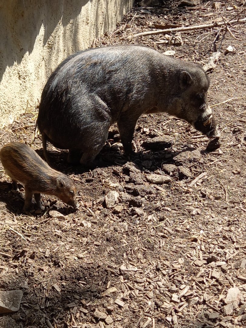 Visayan warty pig - father with child