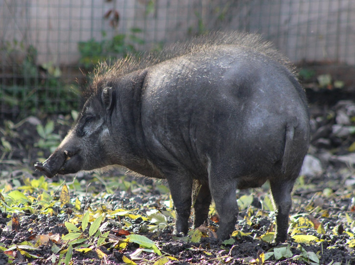 Visayan warty pig - female
