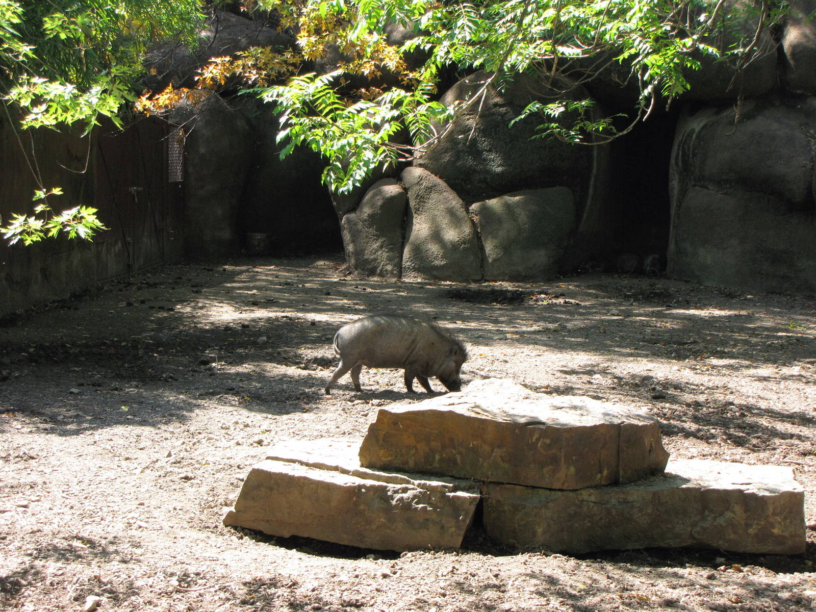 Visayan Warty Pig Habitat
