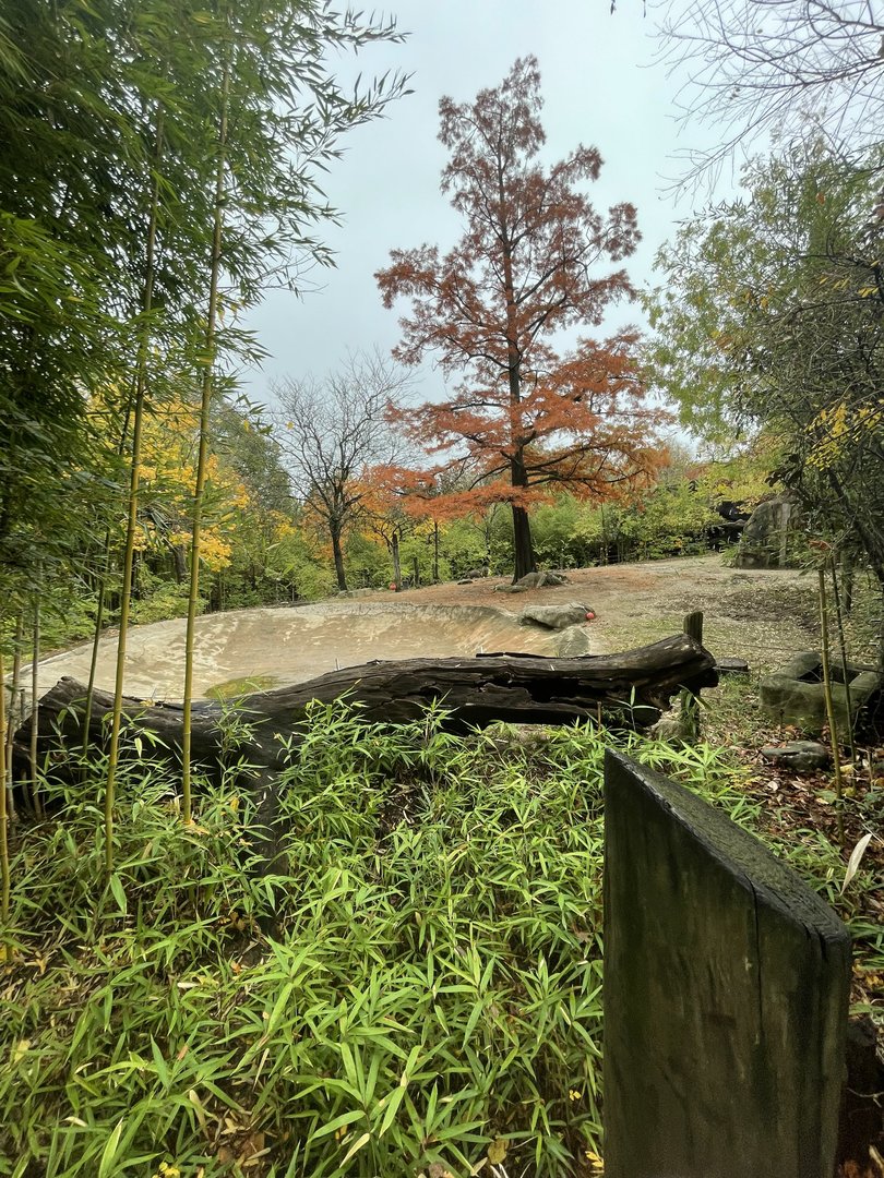 Visayan Warty Pig Habitat