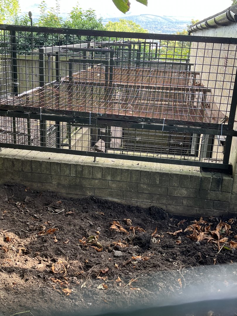 Visayan warty pig holding areas 14.8.23