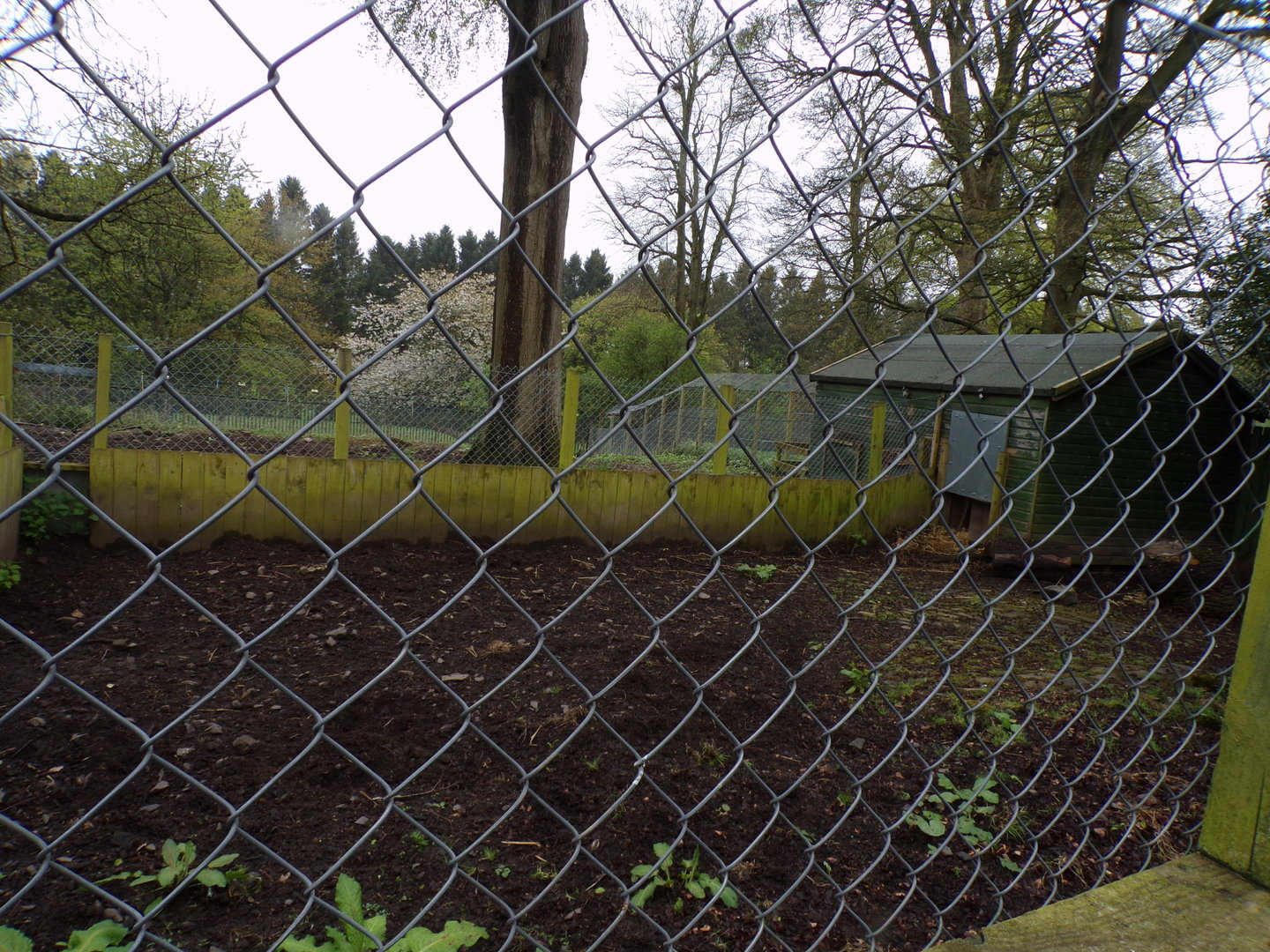 Visayan warty pig holding pen and house 7.5.23