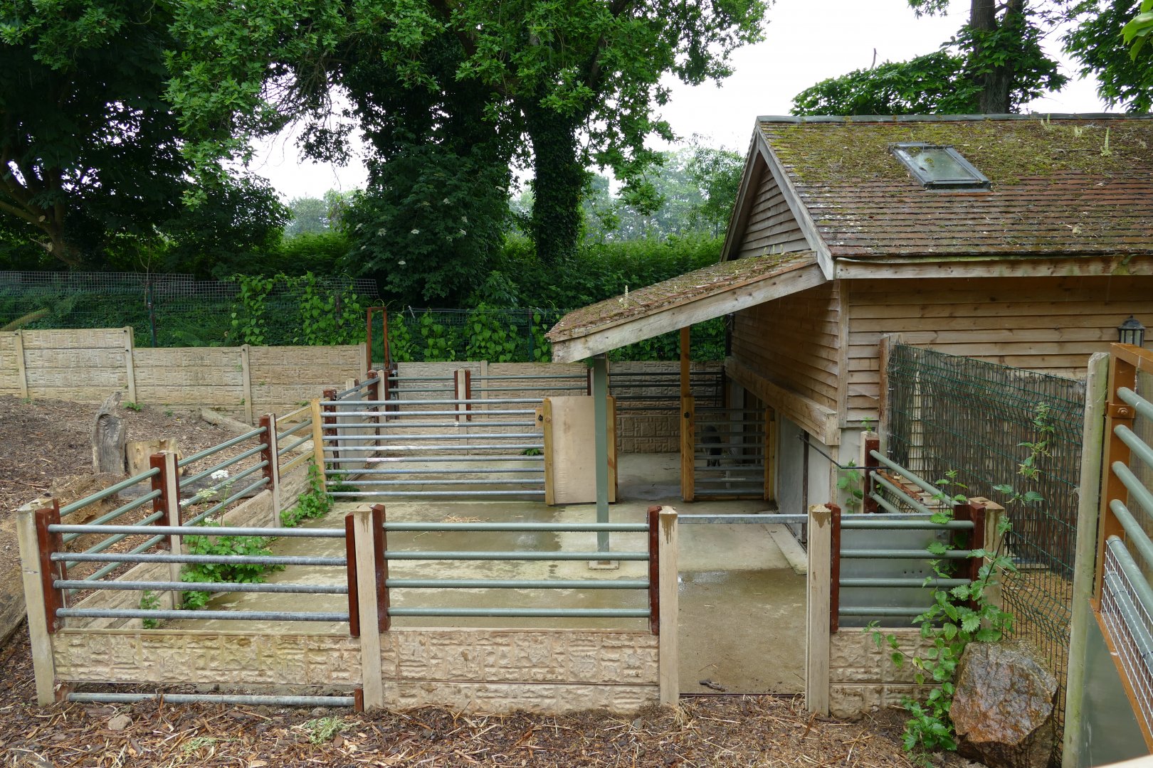 Visayan warty pig house, June 2018