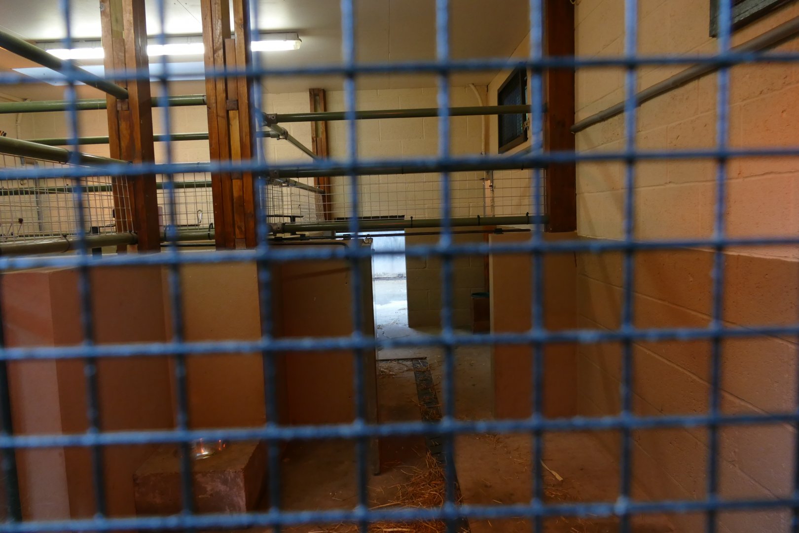 Visayan warty pig house, June 2018