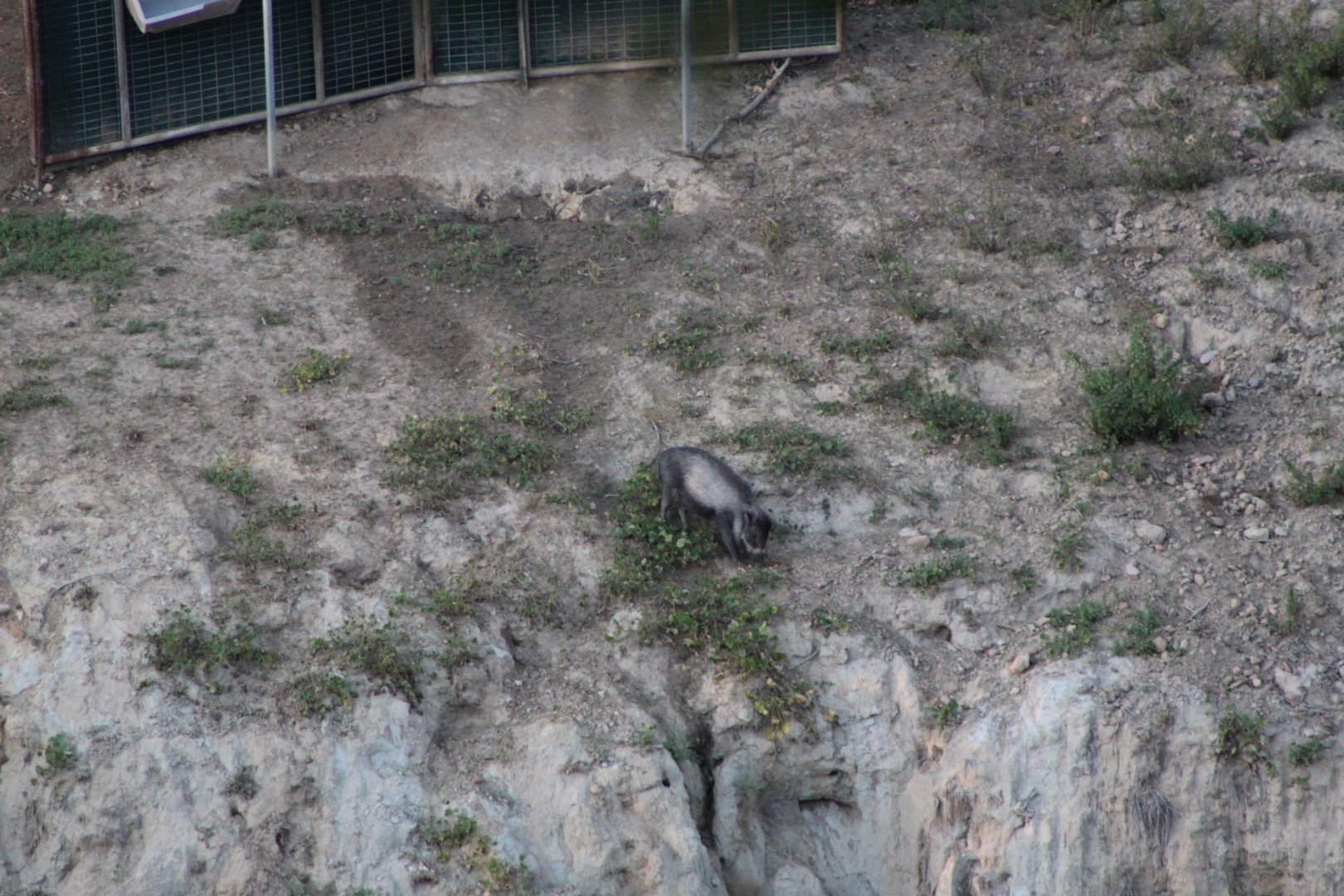 Visayan Warty Pig in Off-exhibit Yard