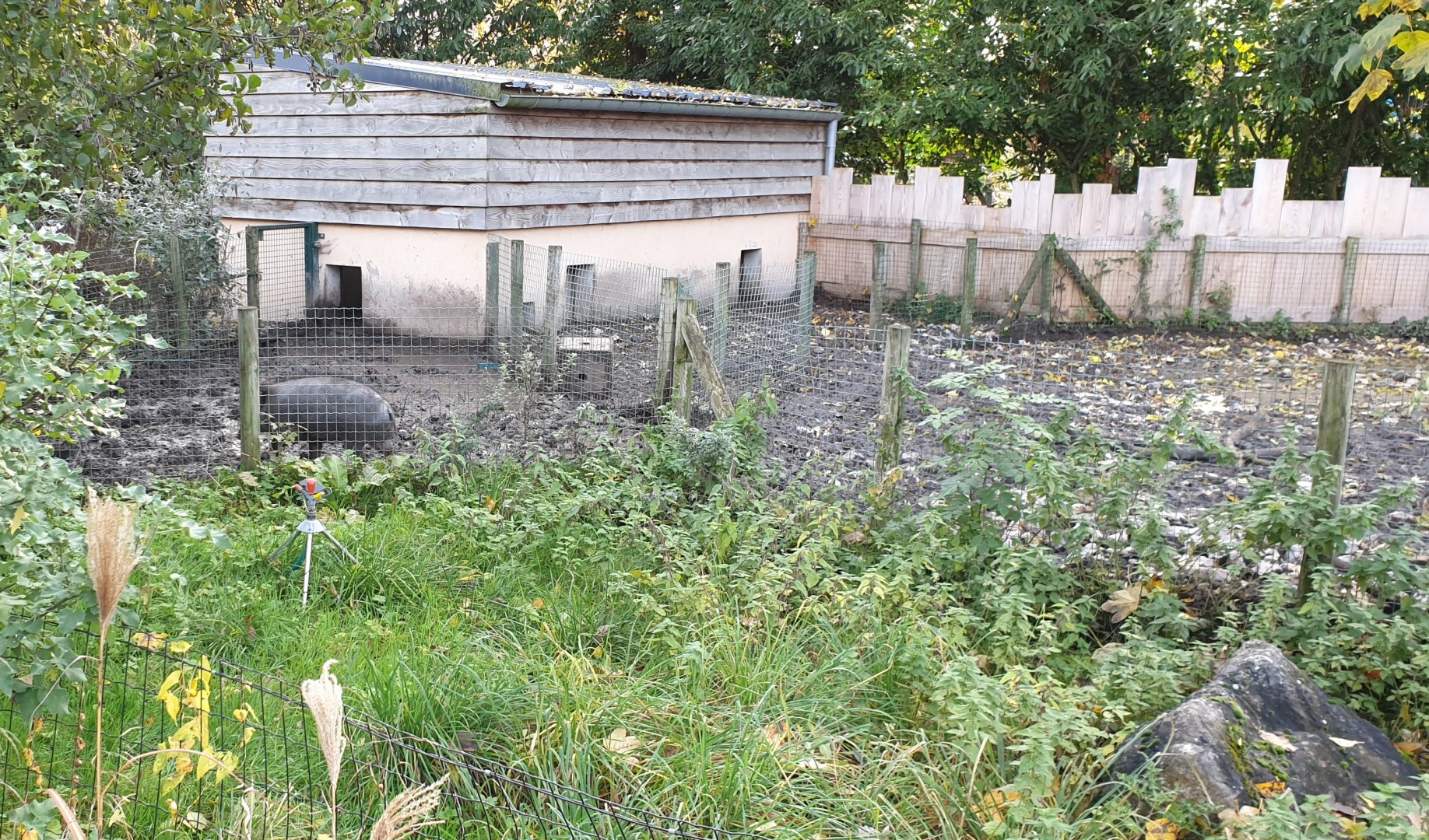 Visayan warty pig indoor enclosure and seperation-enclosure