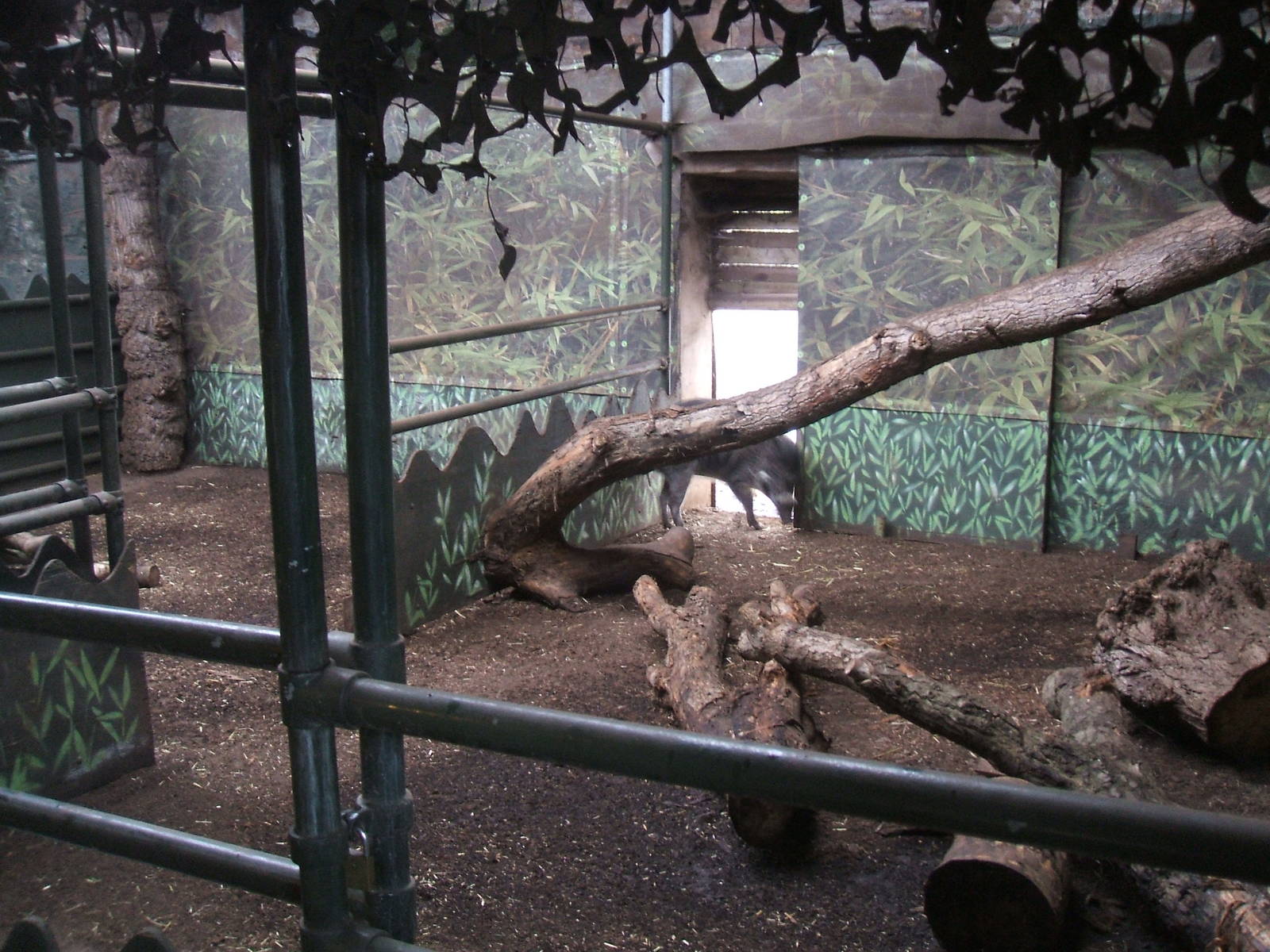 Visayan Warty Pig Indoor Enclosure