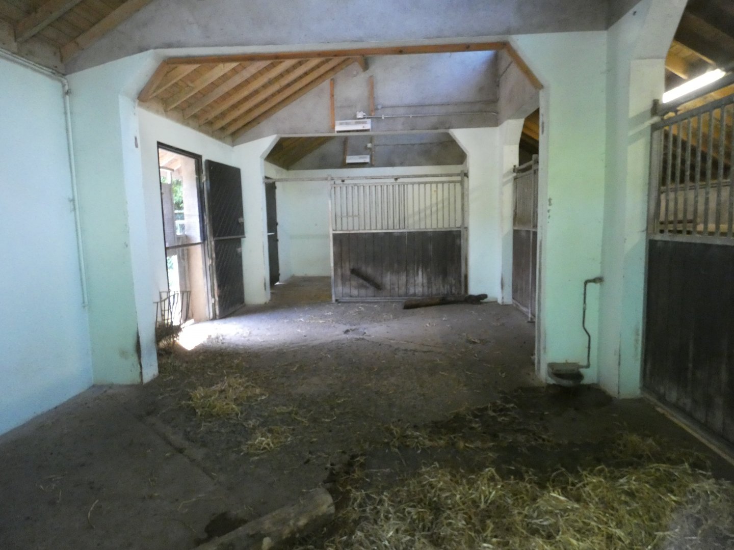 Visayan warty pig indoor enclosure