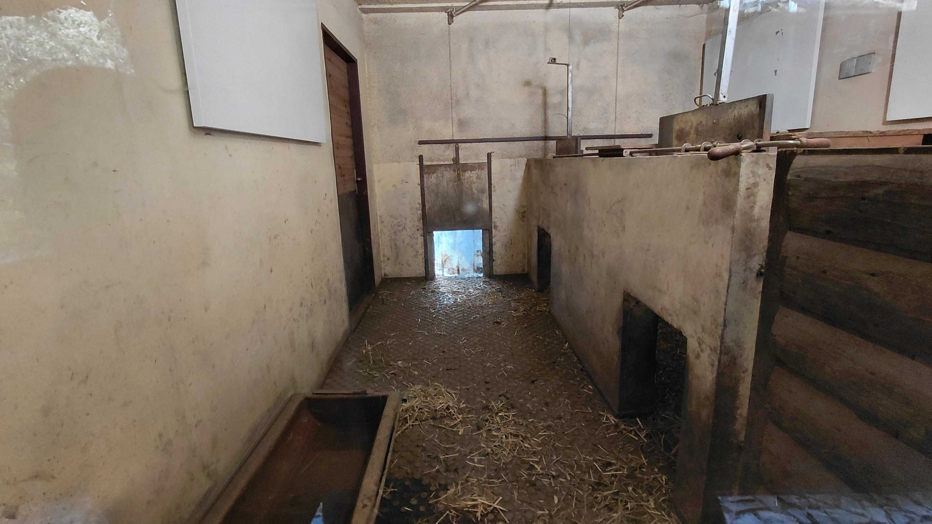 Visayan warty pig indoor exhibit