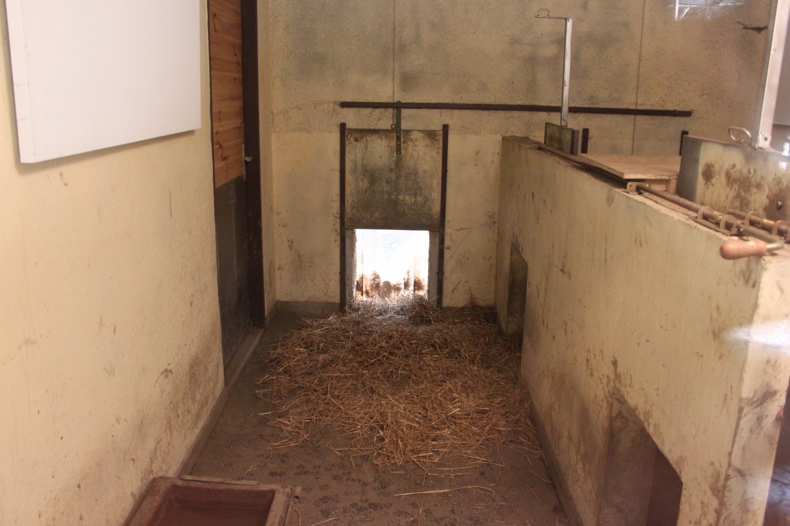 Visayan warty pig indoor stable