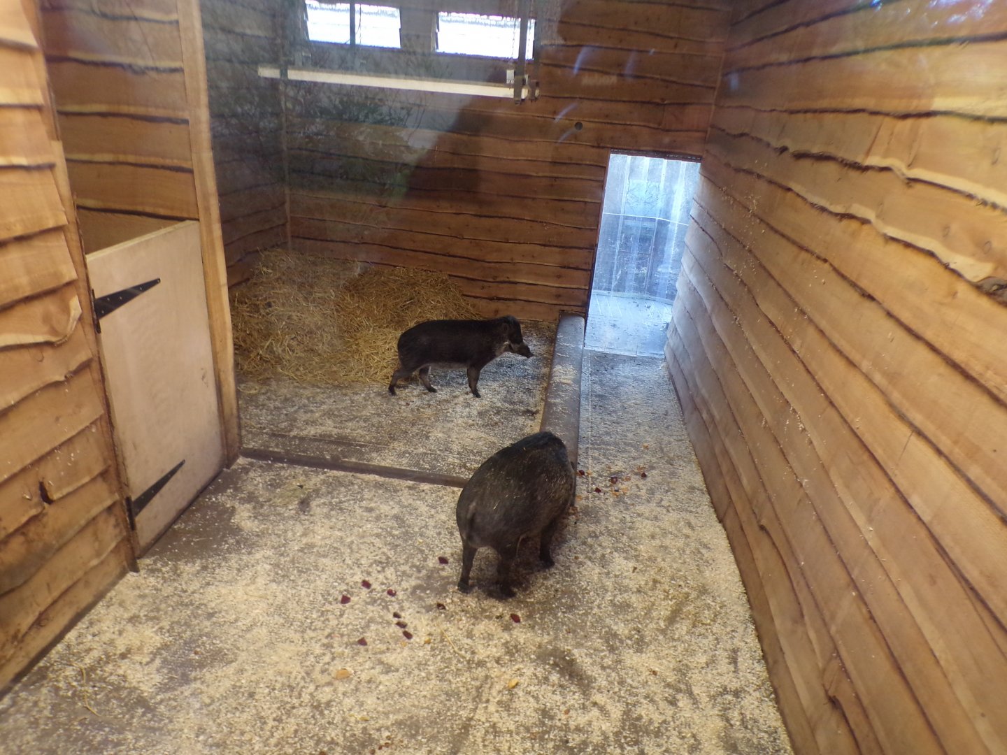 Visayan warty pig indoors 1.1.24