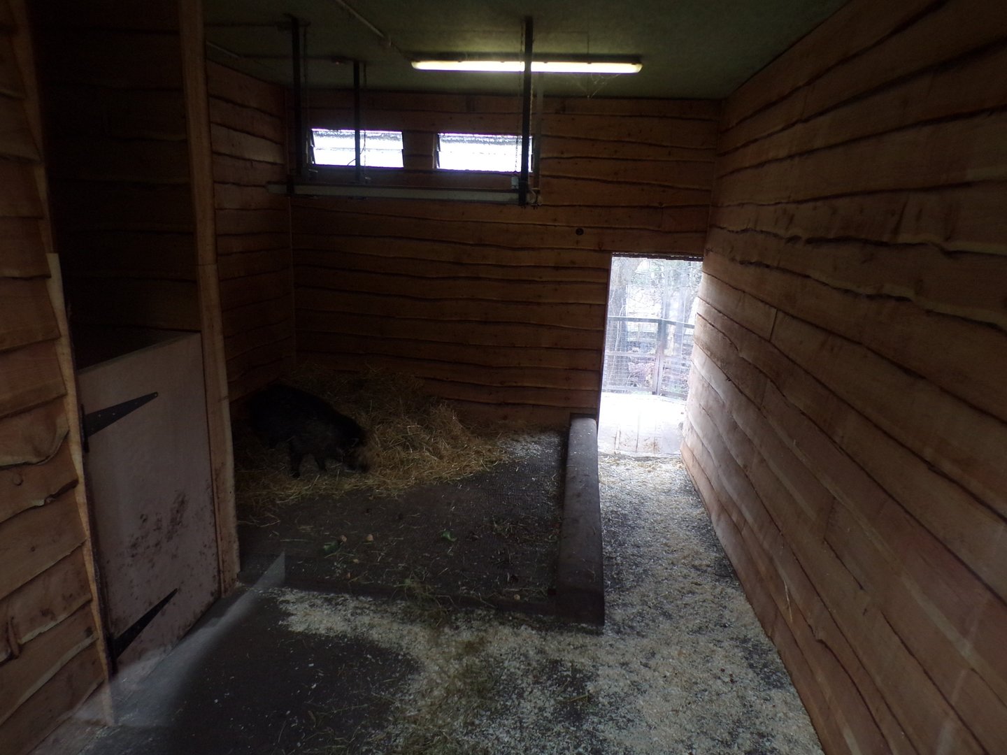 Visayan warty pig indoors 26.2.23