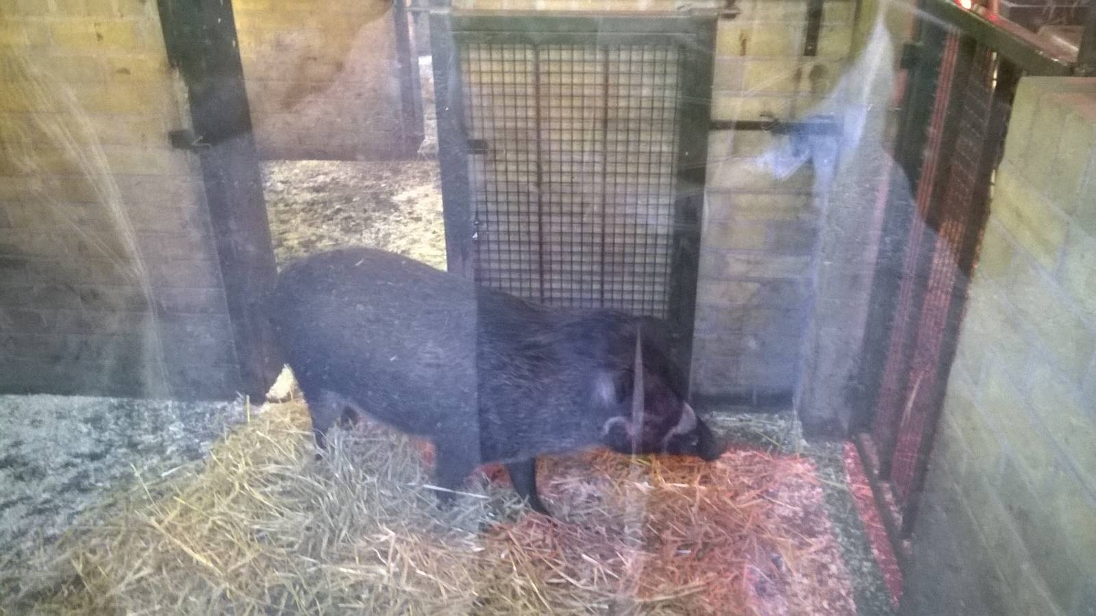 Visayan warty pig indoors