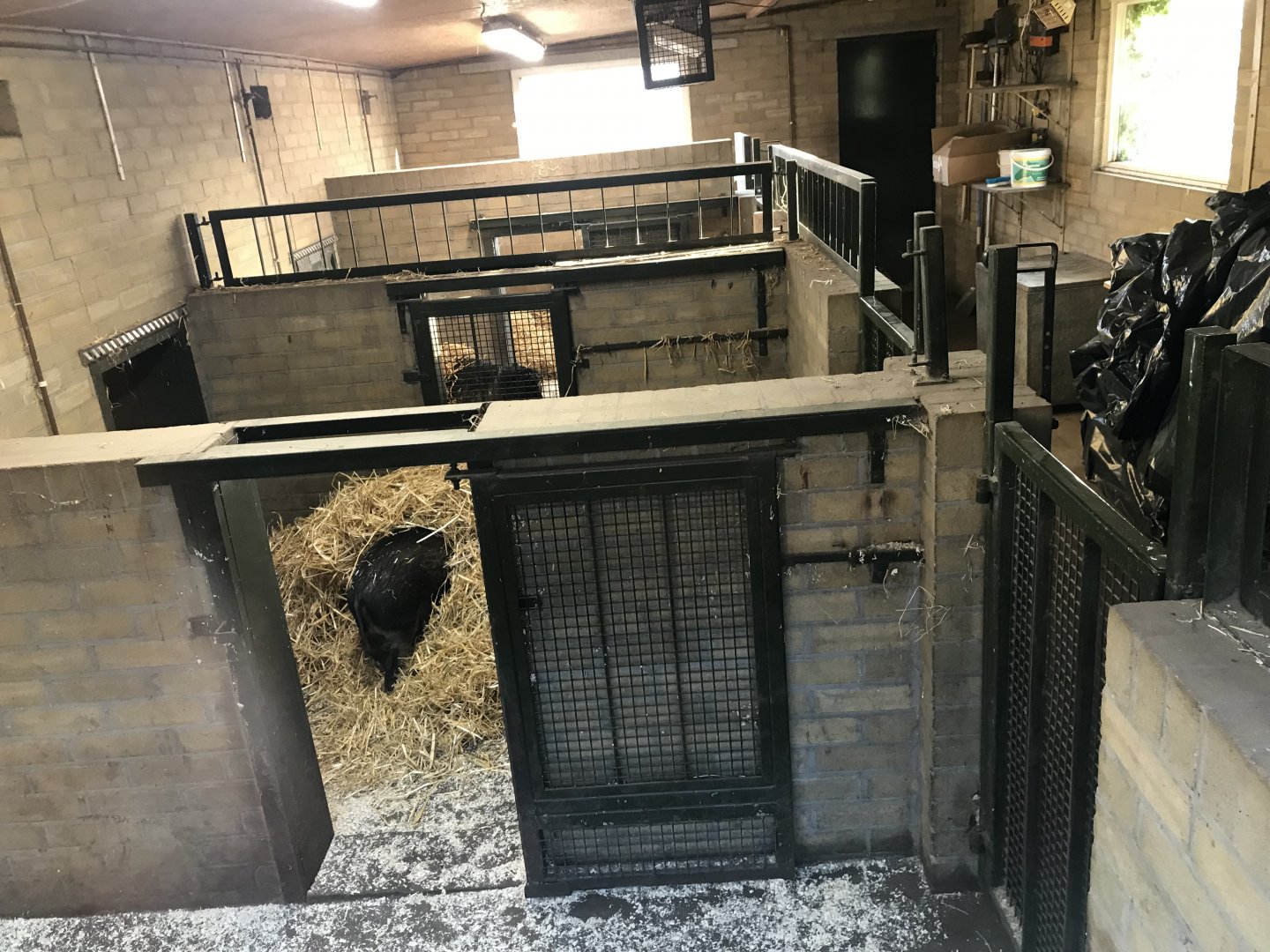 Visayan warty pig indoors