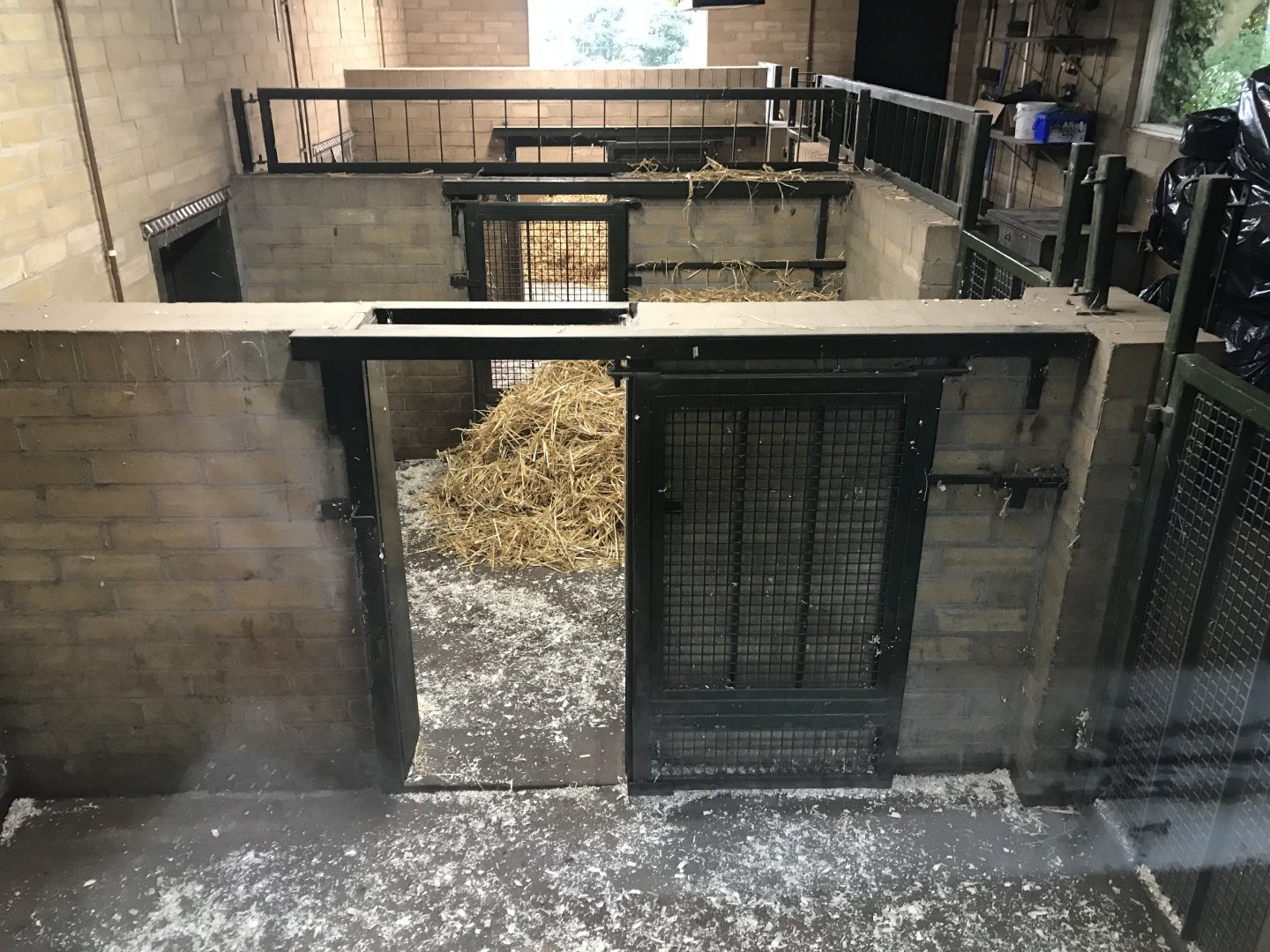 Visayan warty pig indoors