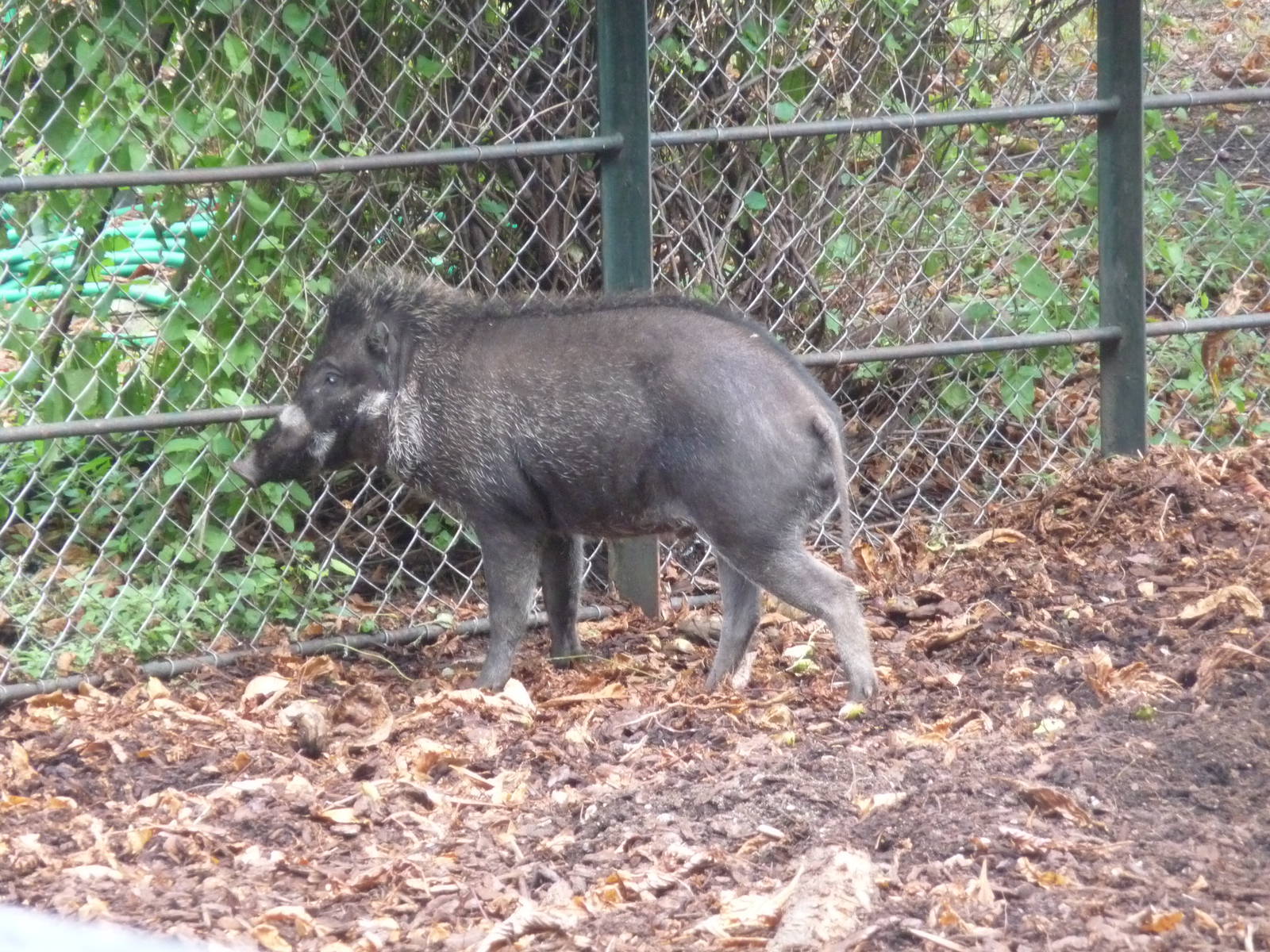 visayan warty pig Jardin des Plantes
