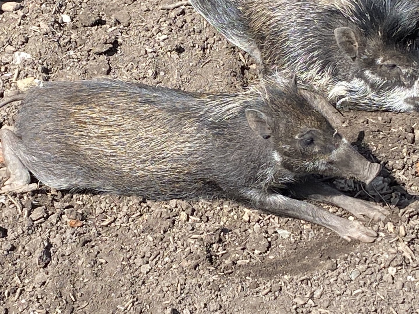 Visayan warty pig juvenile 240424