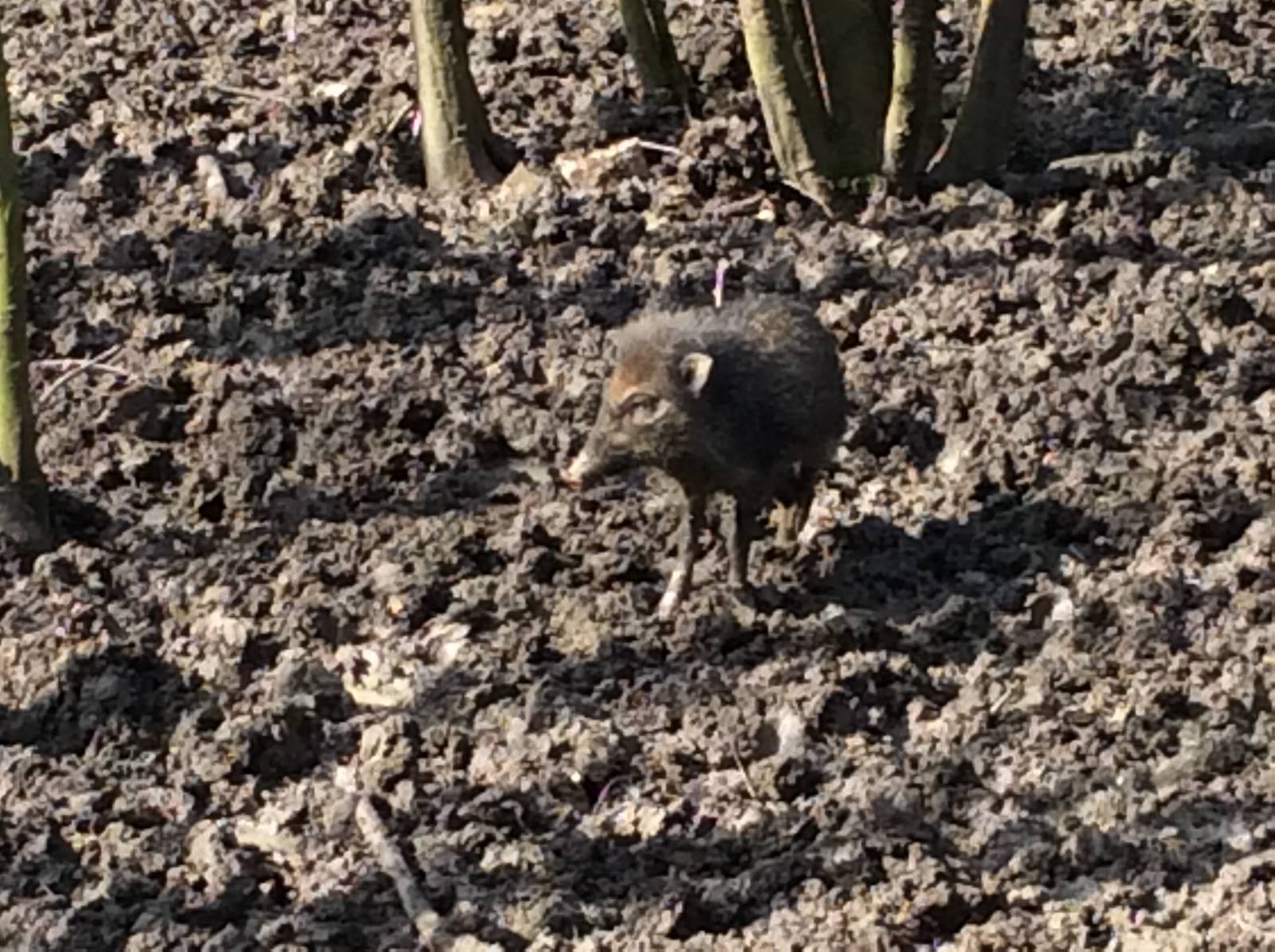 Visayan Warty Pig Juvenile 300314