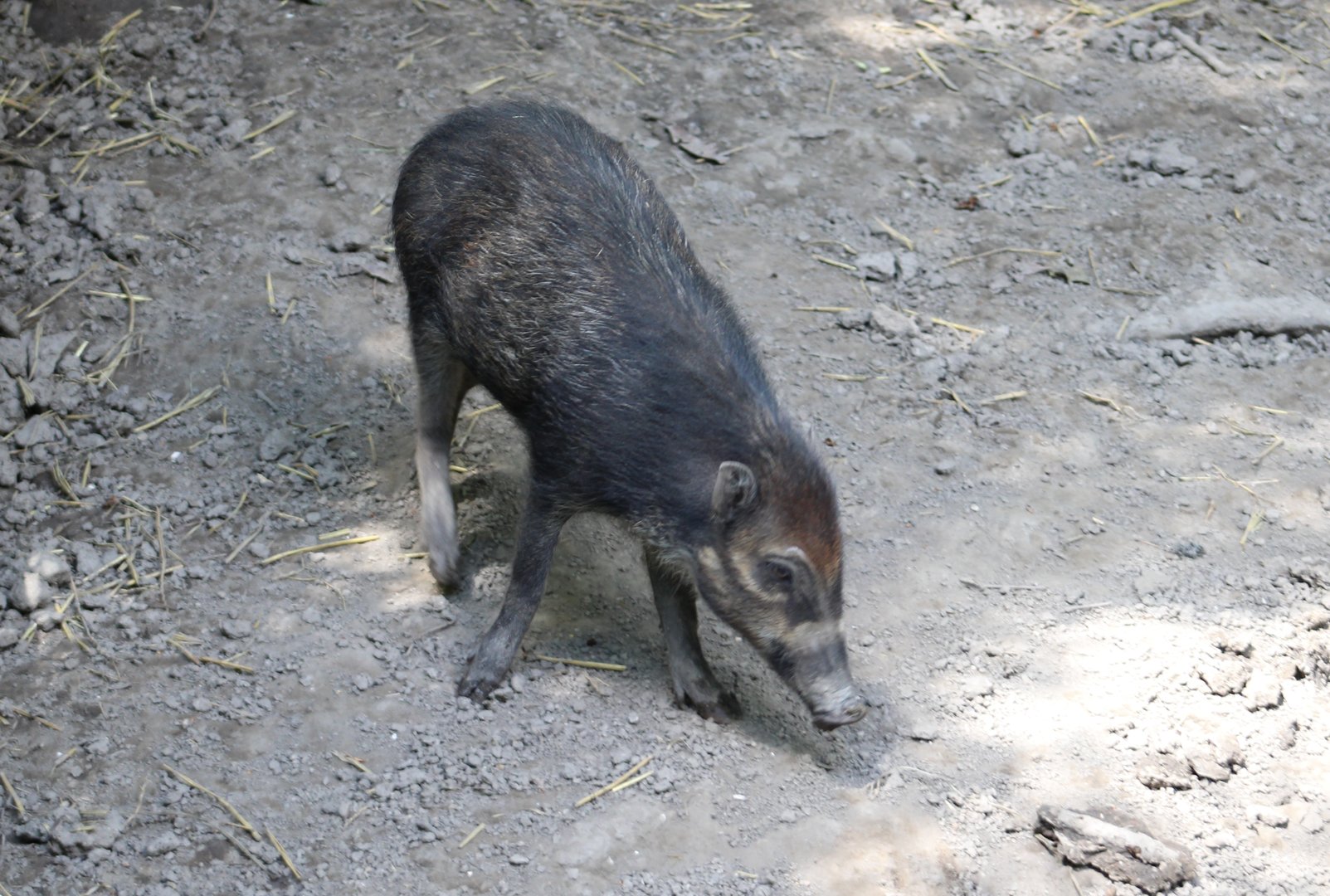 Visayan warty pig - juvenile